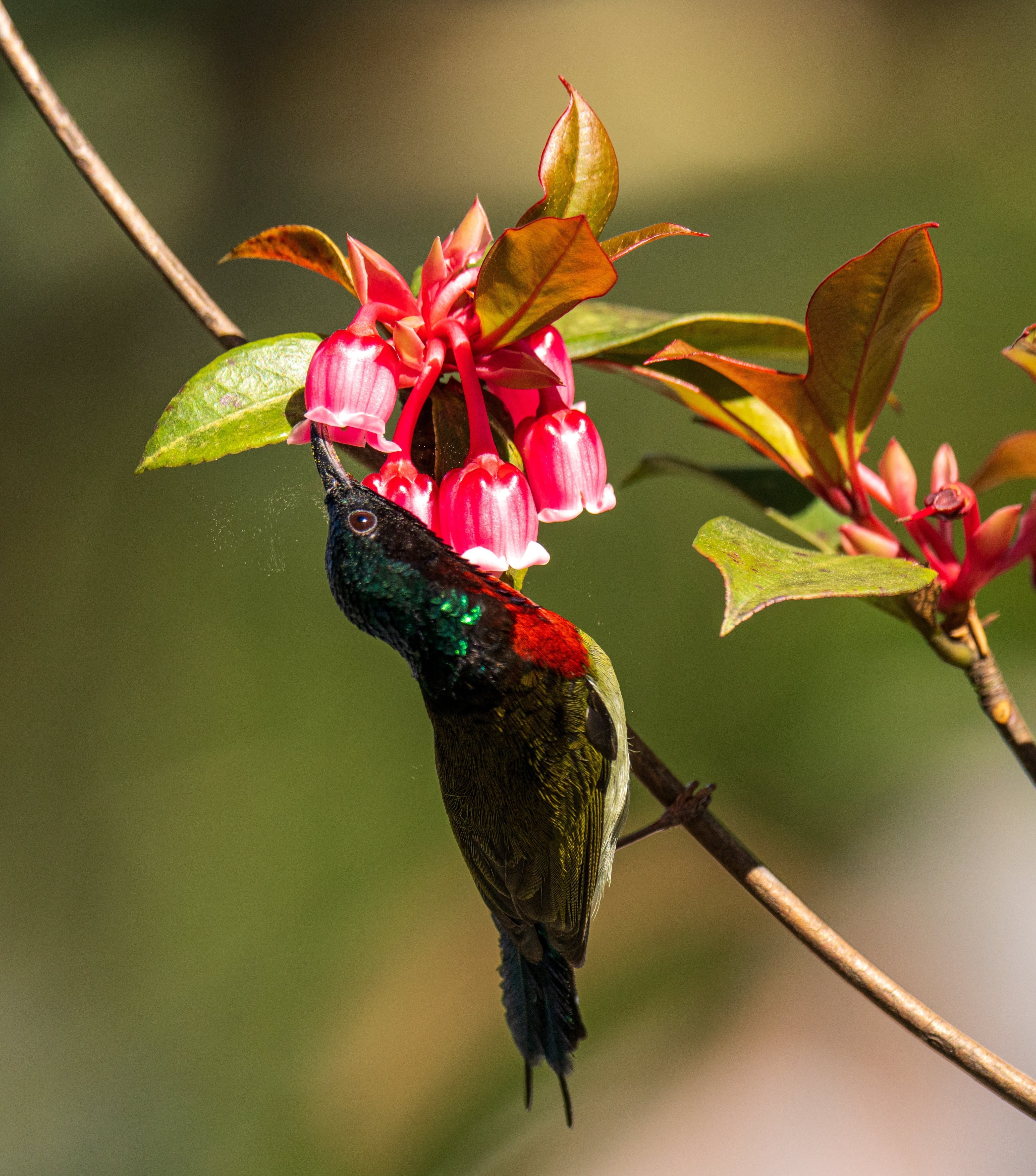 Sun World Ba Na Hills anh 5