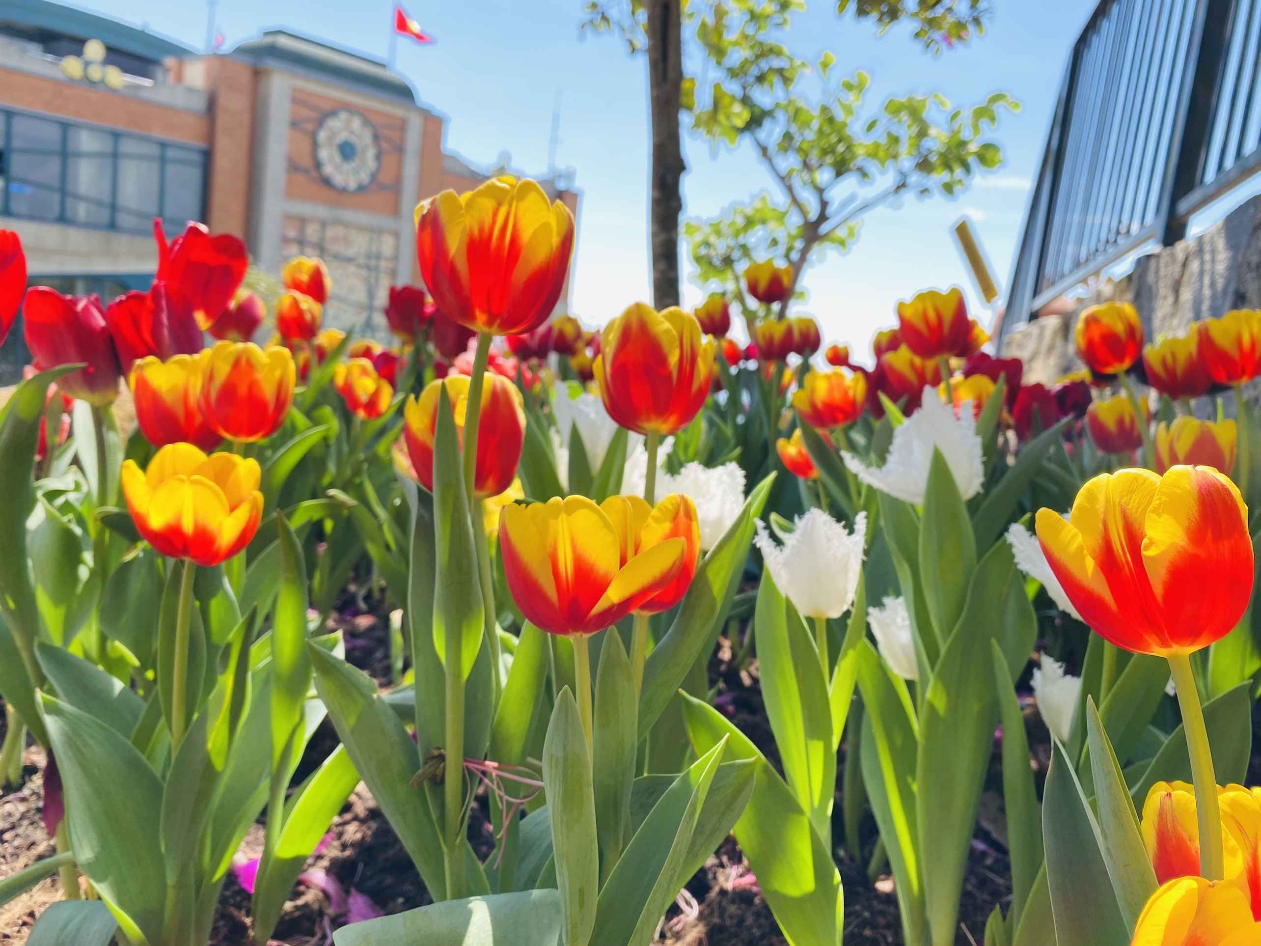 Du khach tap nap len nui Ba Den ngam hoa tulip cuoi vu hinh anh