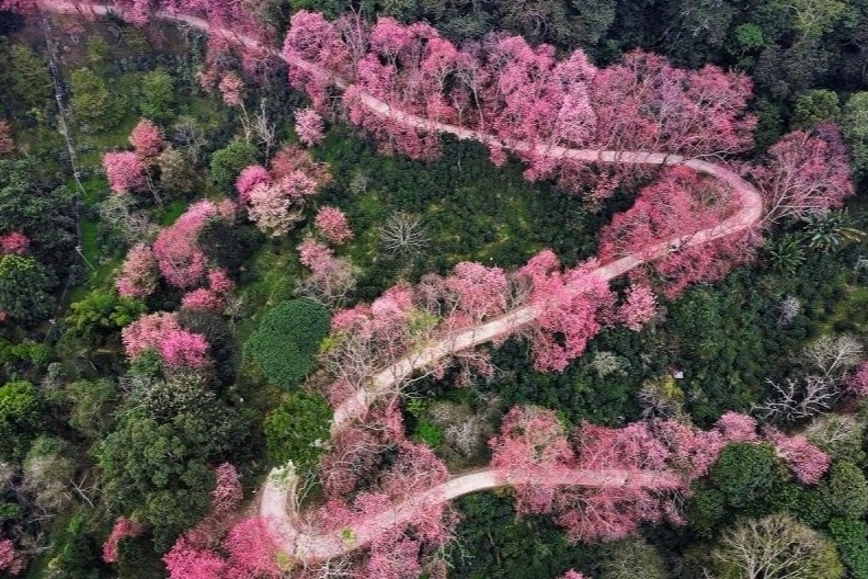 Thoi diem ngam hoa anh dao dep nhat Thai Lan hinh anh