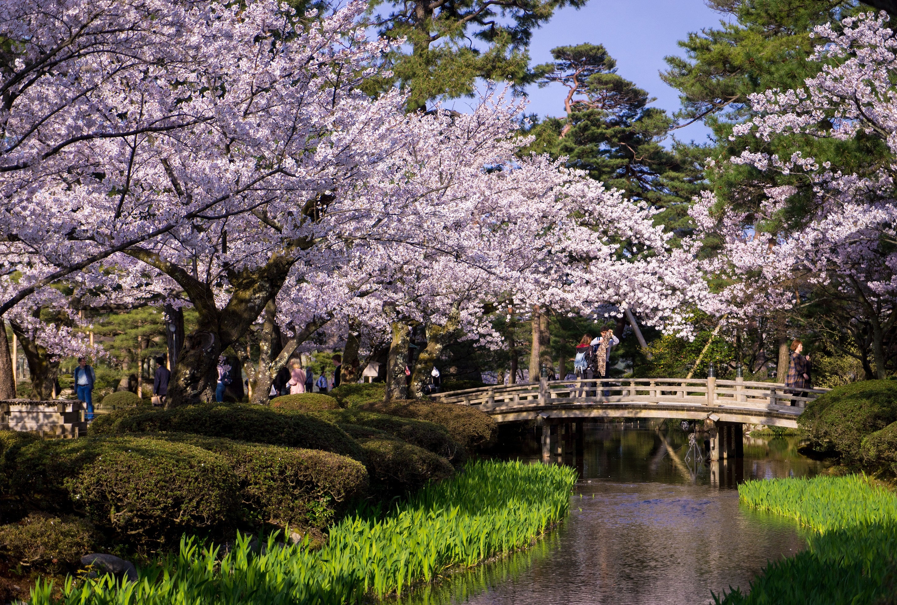 Nhung trai nghiem thu vi khi thuong ngoan mua xuan Nhat Ban hinh anh