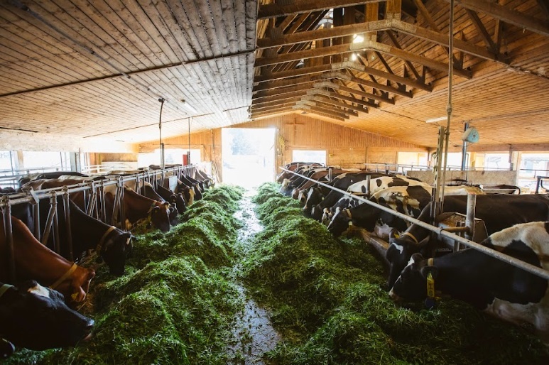 Ghe tham trang trai huu co tai chau Au hinh anh