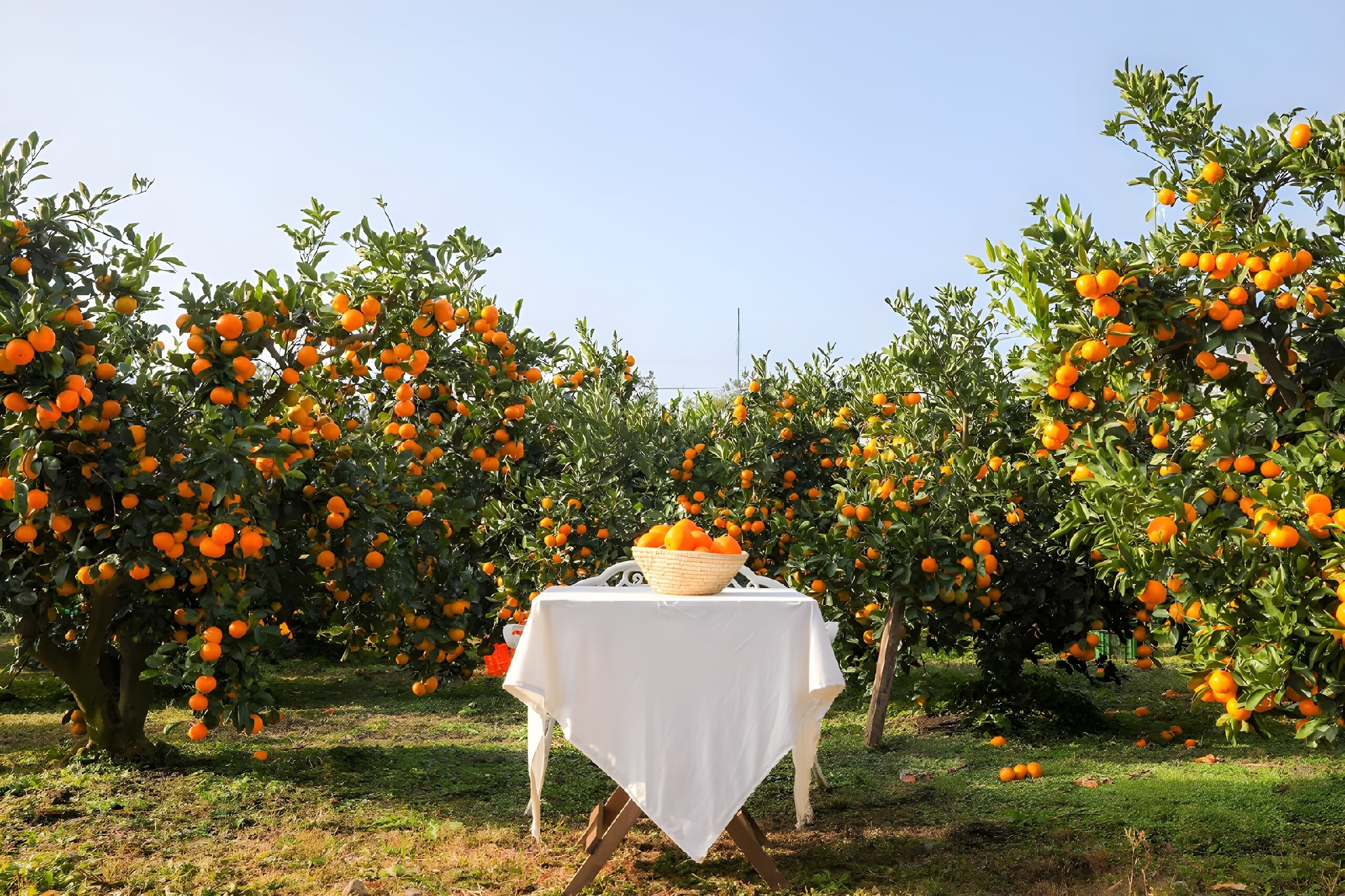 dao Jeju,  hen chill voi Jeju anh 5