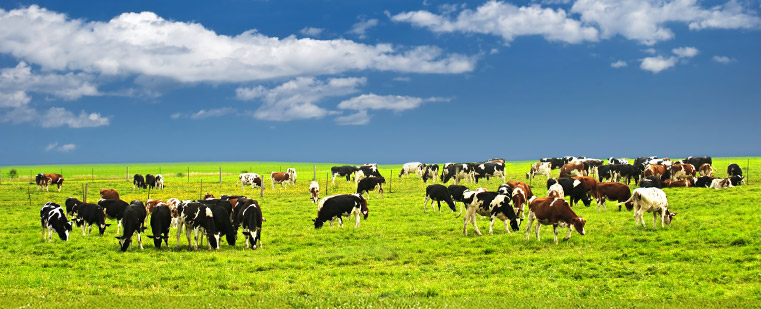 Sua Kinns Dairy anh 1