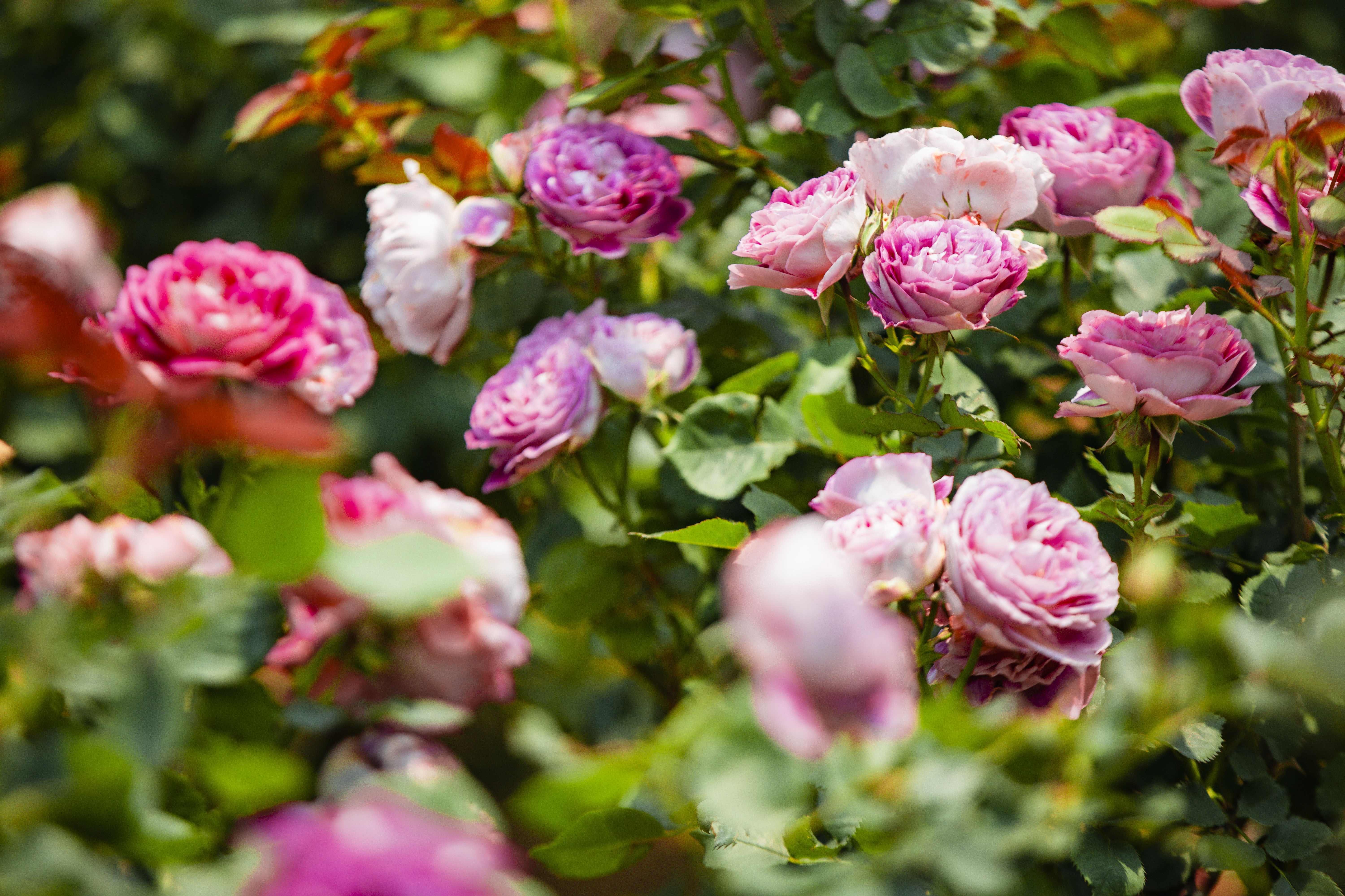 Sun World Fansipan Legend,  du lich anh 3