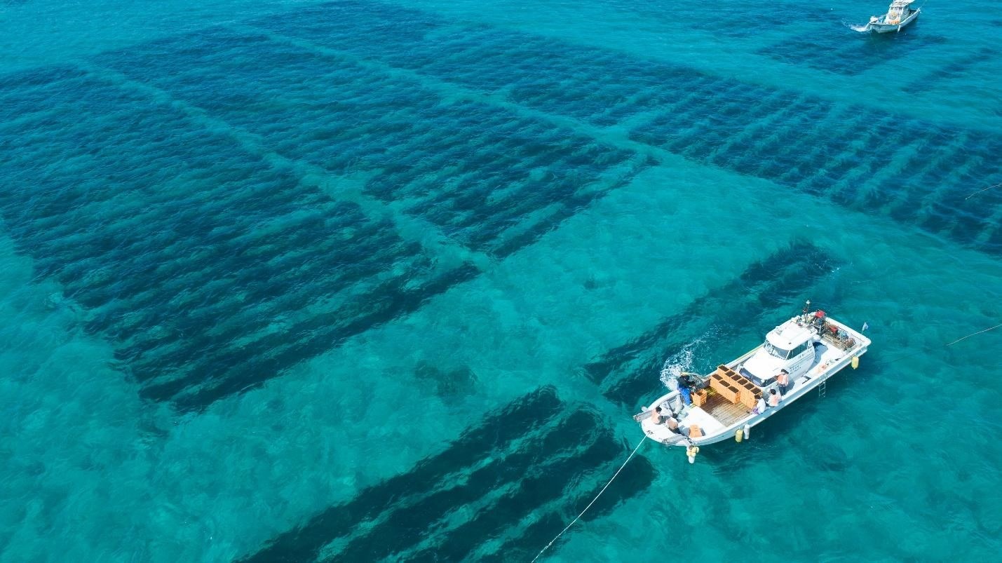 Giai ma suc manh cua tao nau hinh anh