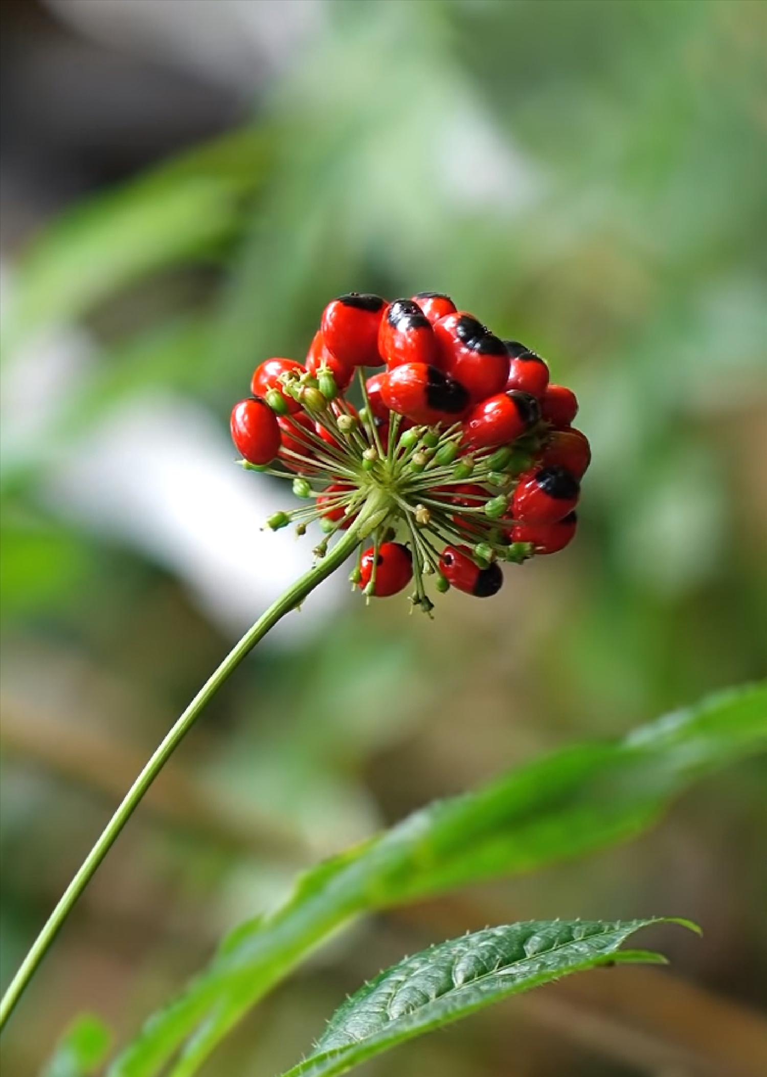 Co Mem,  Sam 1700 anh 1