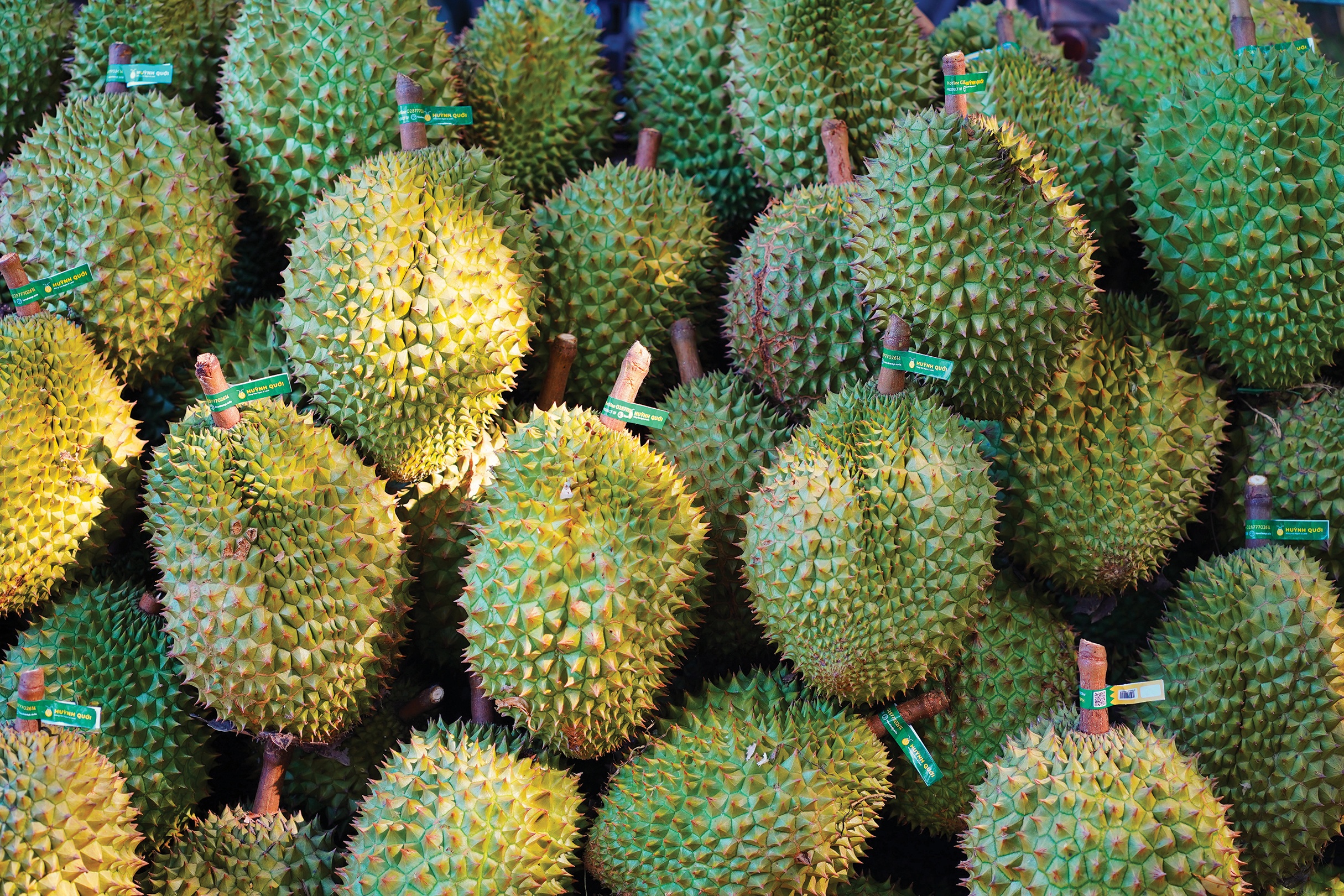 Nhung dieu it nguoi biet ve trai cay chinh vu hinh anh