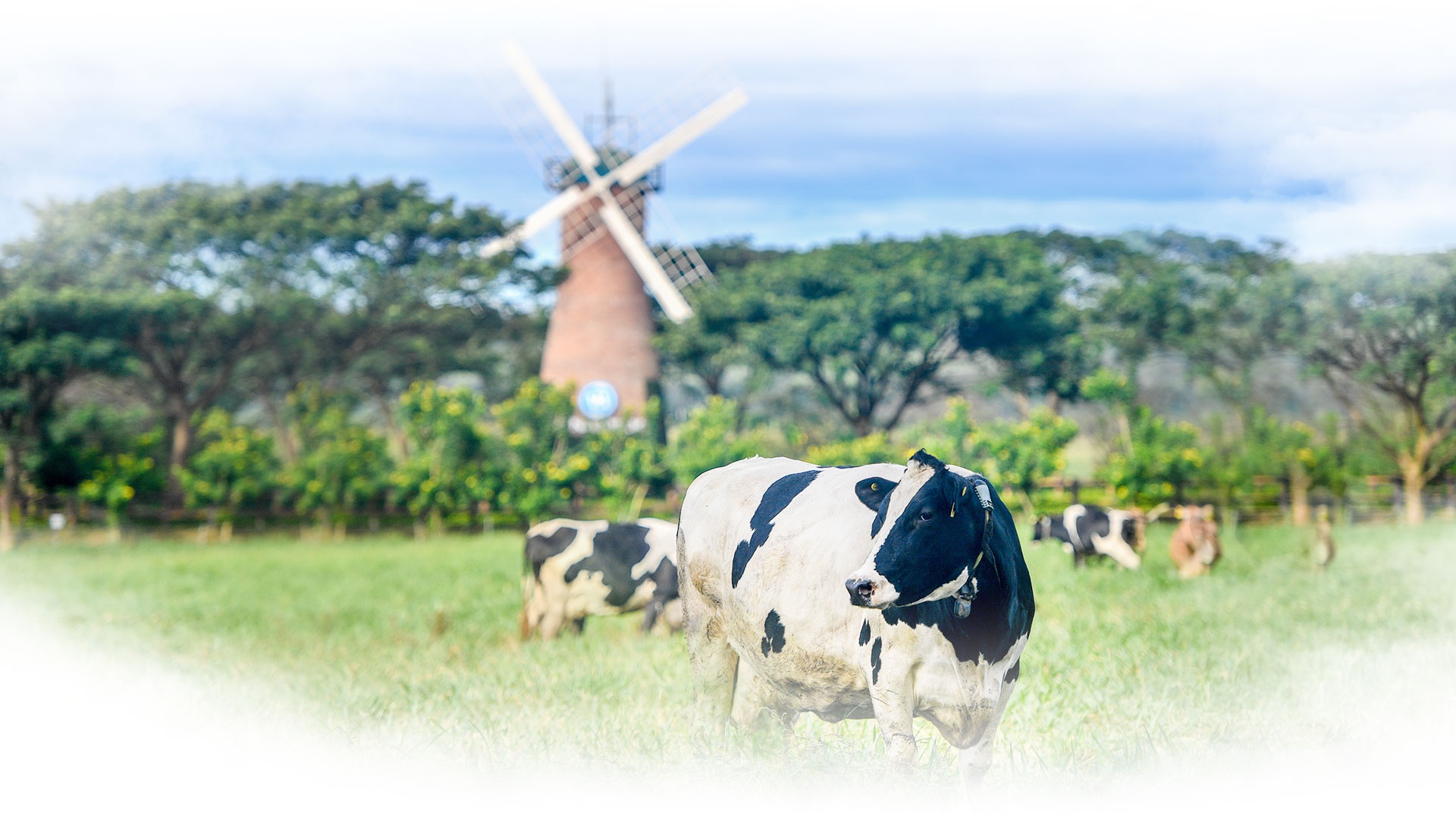 Vinamilk ảnh 14 Vinamilk anh 14