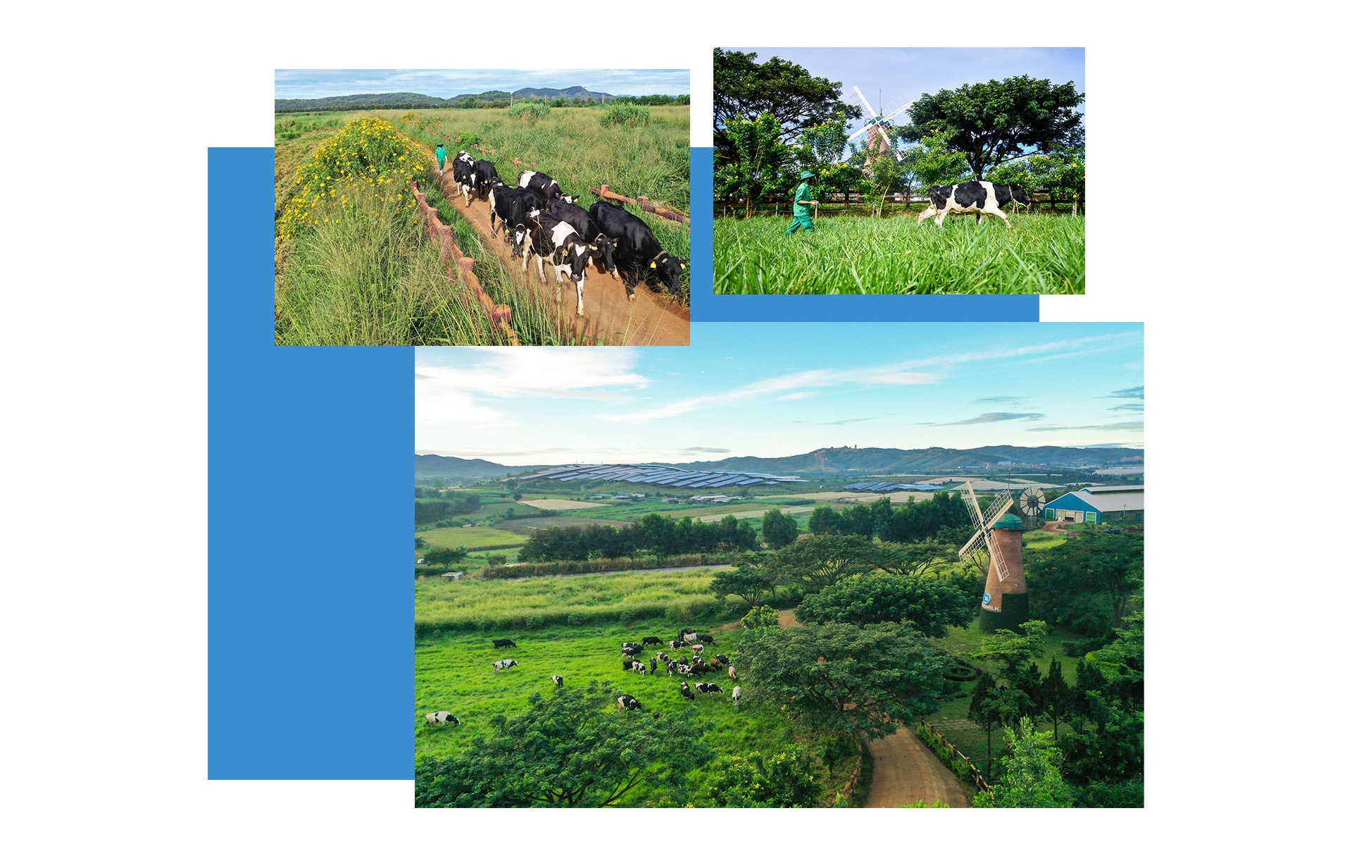 Vinamilk ảnh 5 Vinamilk anh 5