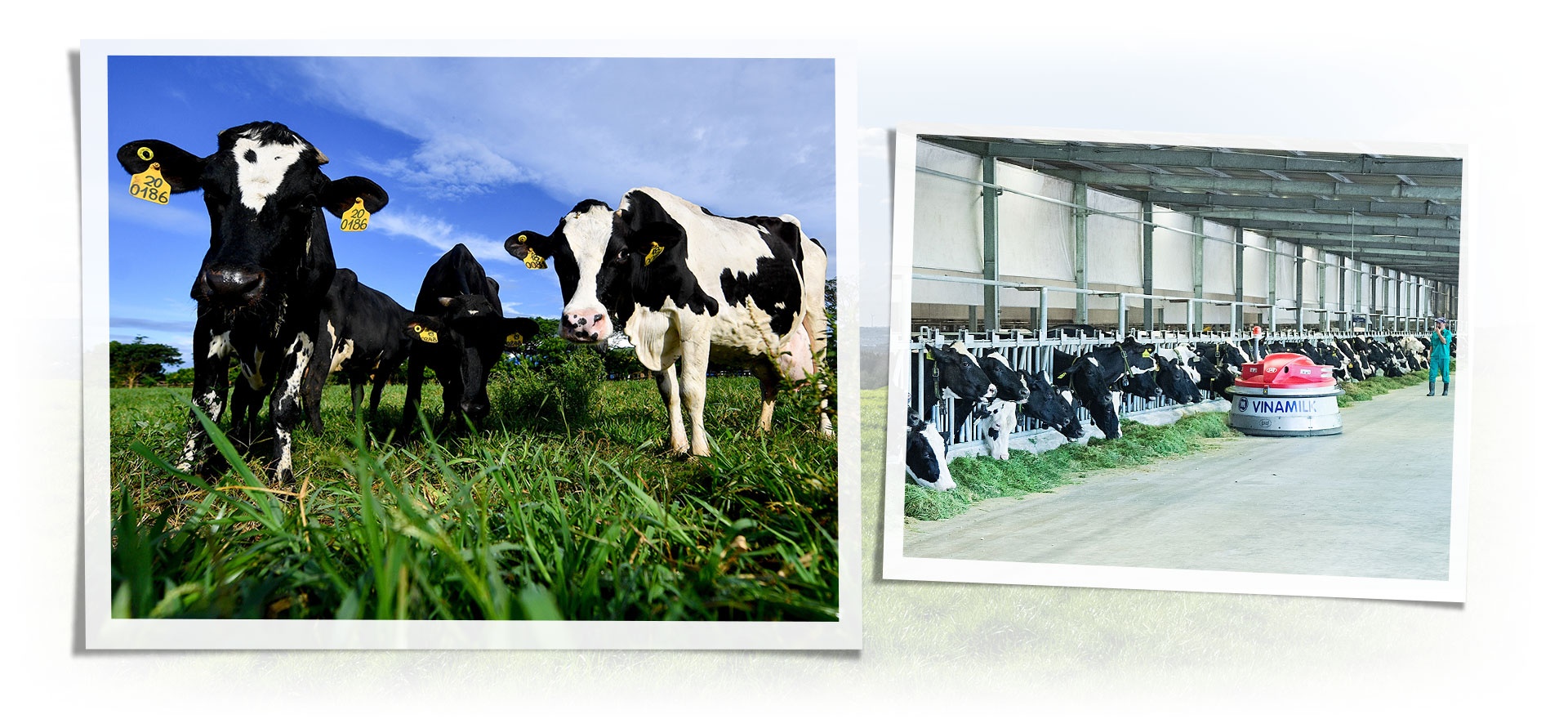 Vinamilk ảnh 10 Vinamilk anh 10