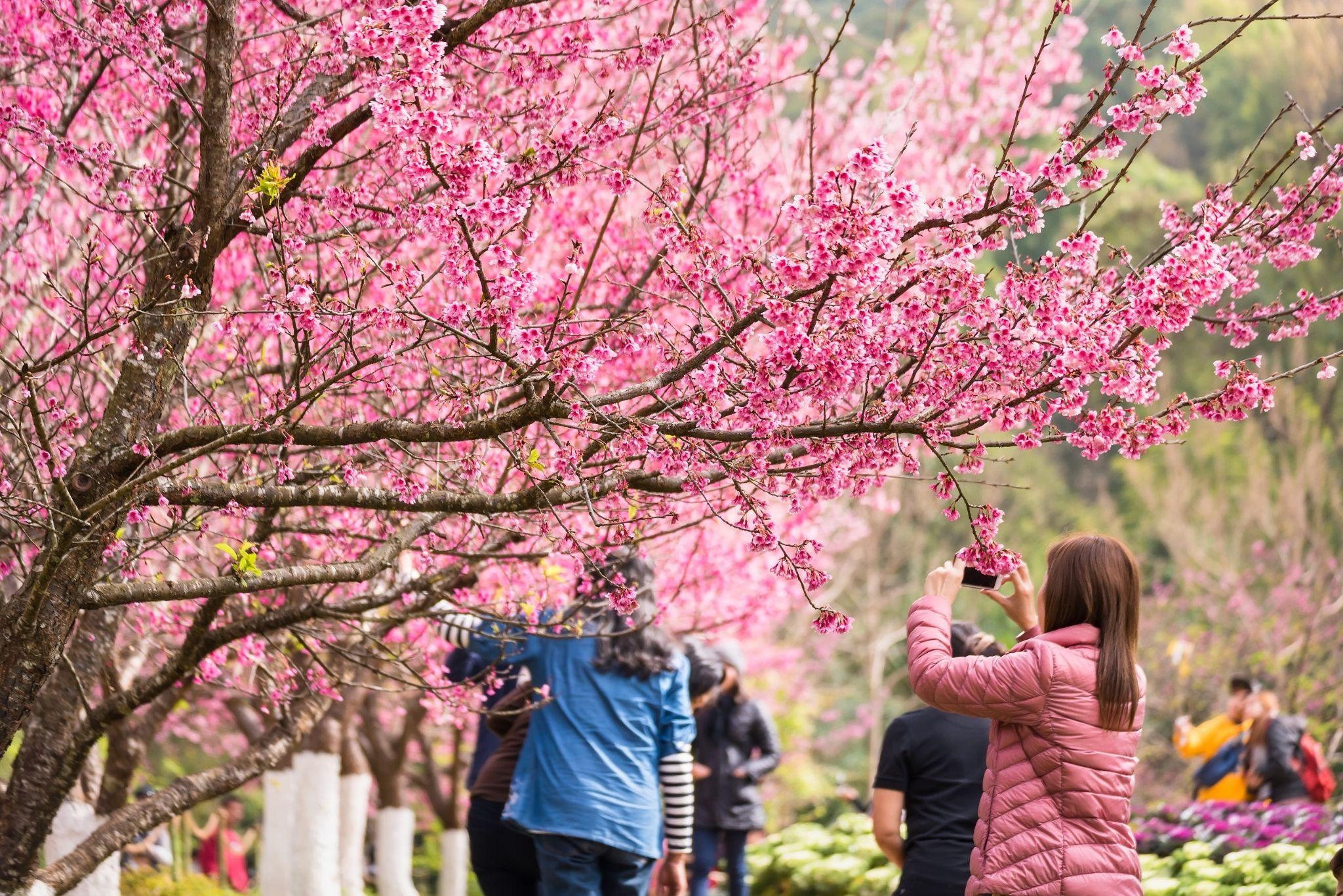 Ice cung co Tet,  The Koradise anh 1