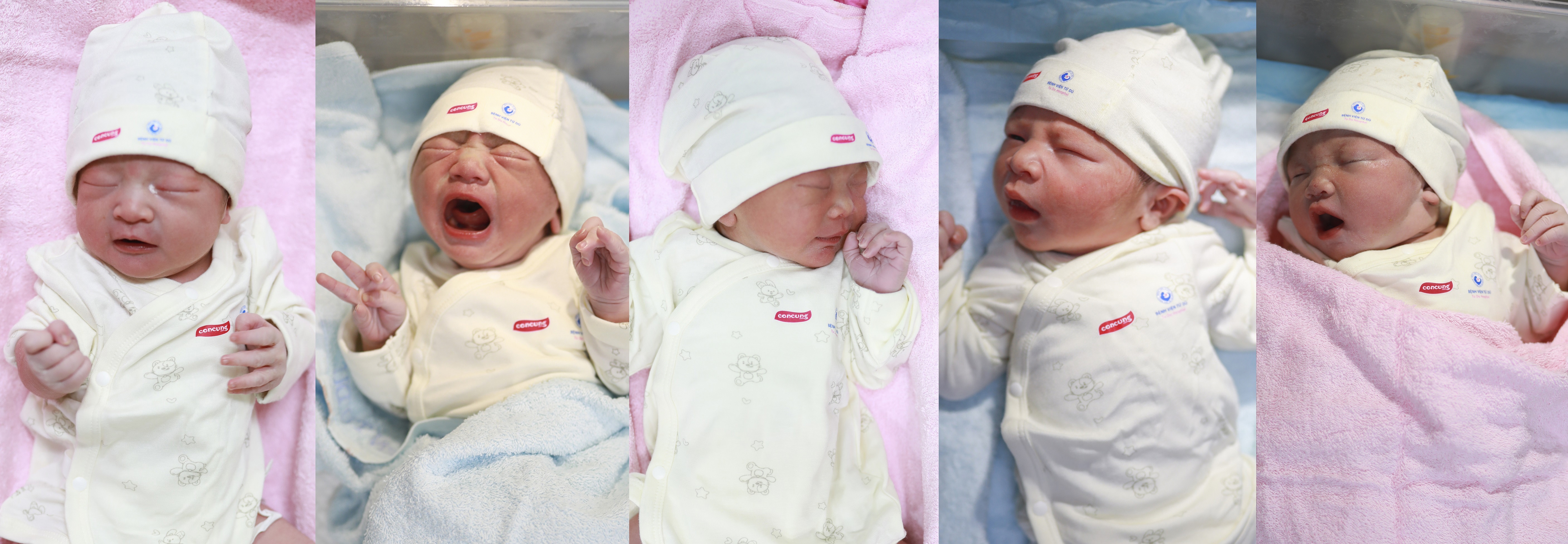 Con Cưng ảnh 1 Con Cung anh 1