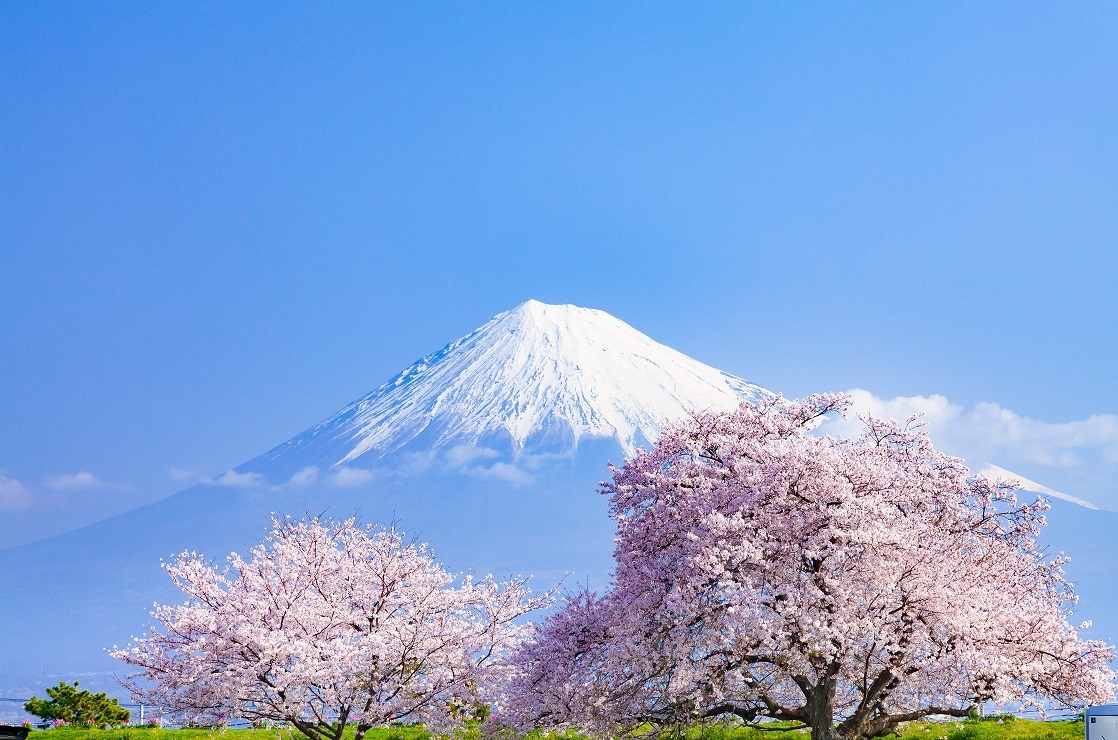 Lac loi giua mua hoa anh dao khap chau A hinh anh
