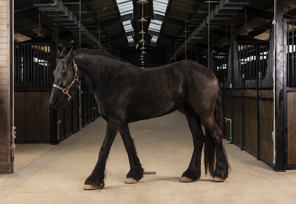 Vinhomes Royal Island anh 3