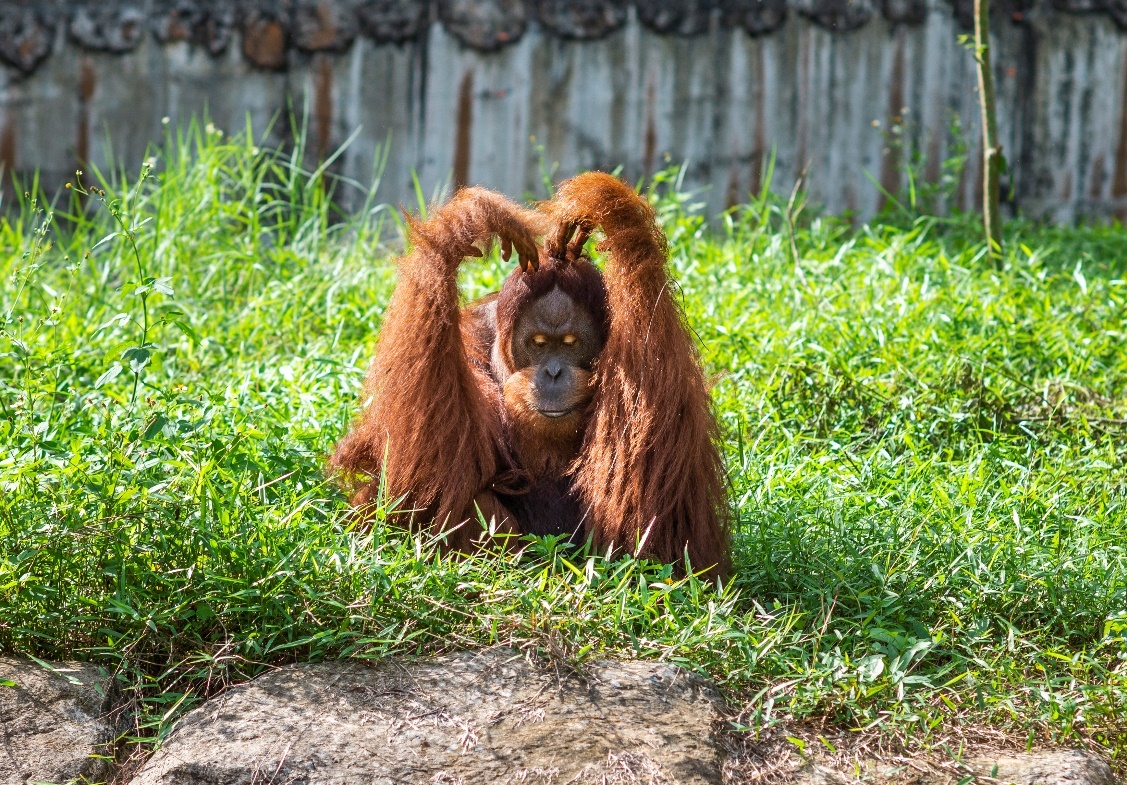 Vinpearl Safari Phu Quoc anh 8