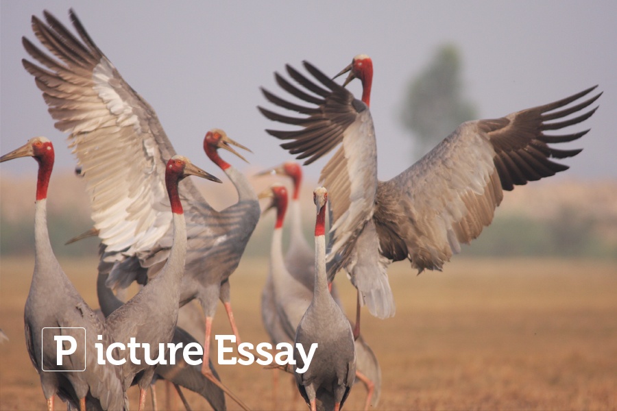 Ve dep hoang so cua Vuon Quoc gia Tram Chim ngay nang am hinh anh