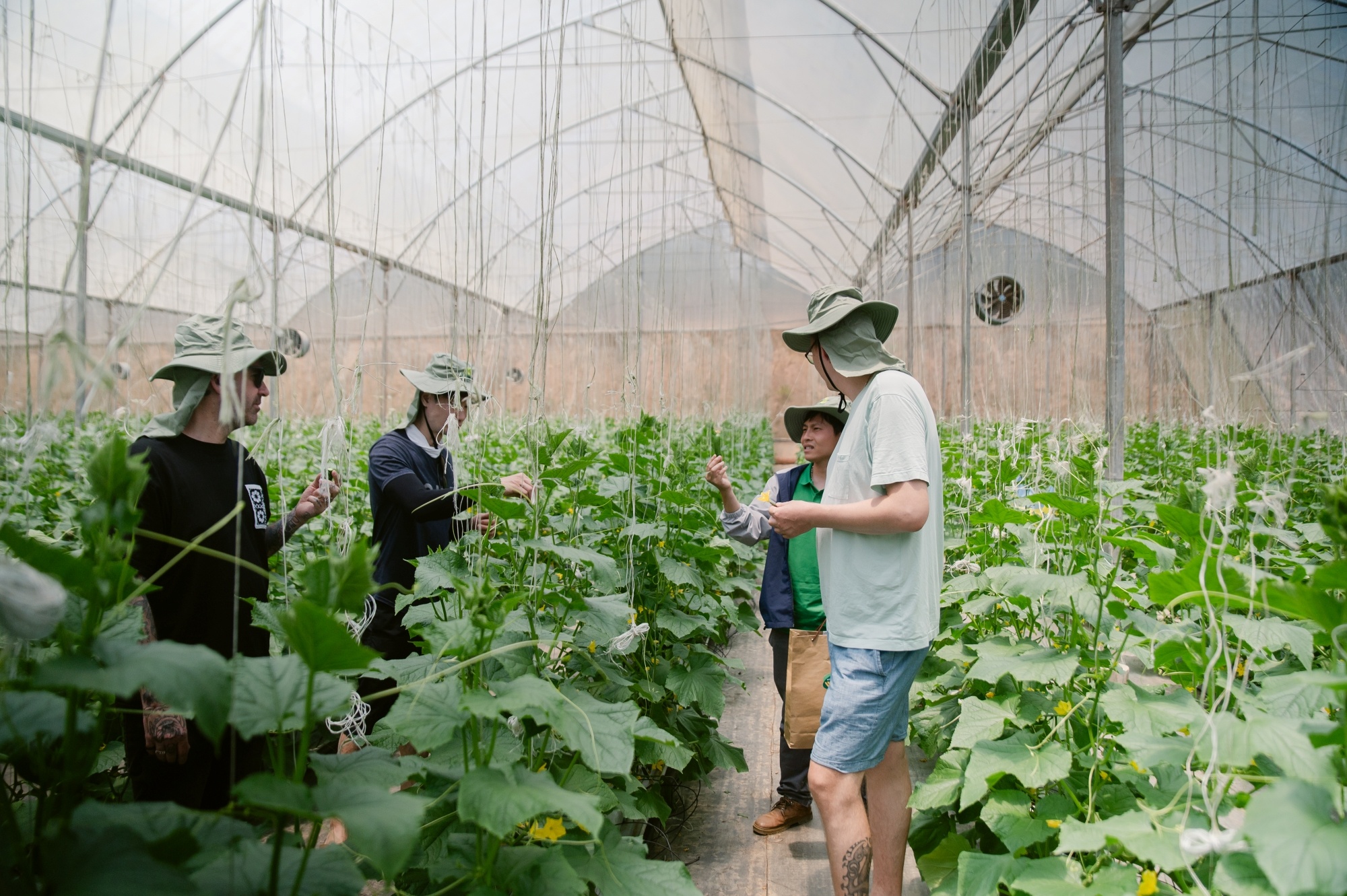 Trai nghiem thu hoach rau cu sach tai nong truong cong nghe cao hinh anh