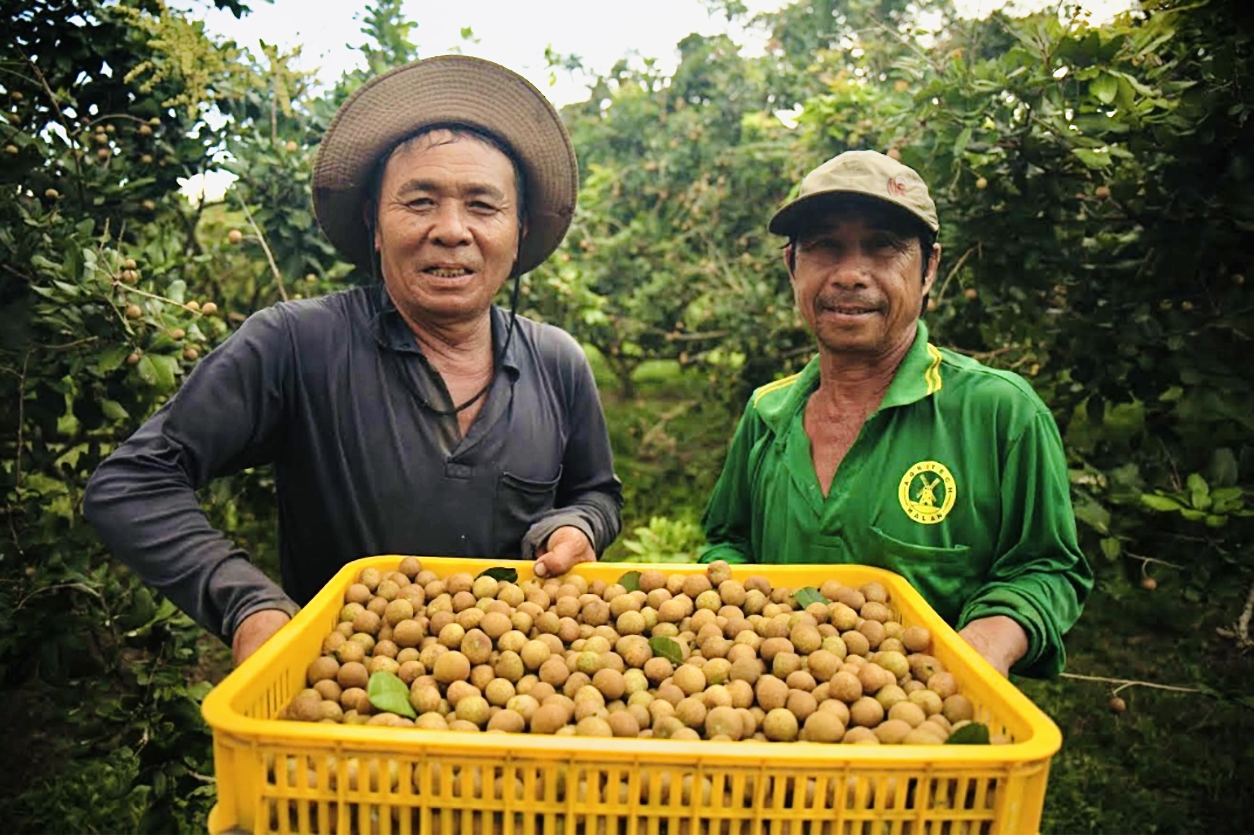 Nong dan thang lon voi livestream miet vuon, ban gan 7 tan trai cay hinh anh