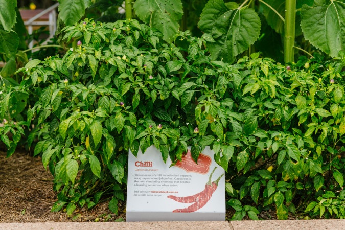 Vietjet,  SkyJoy anh 13