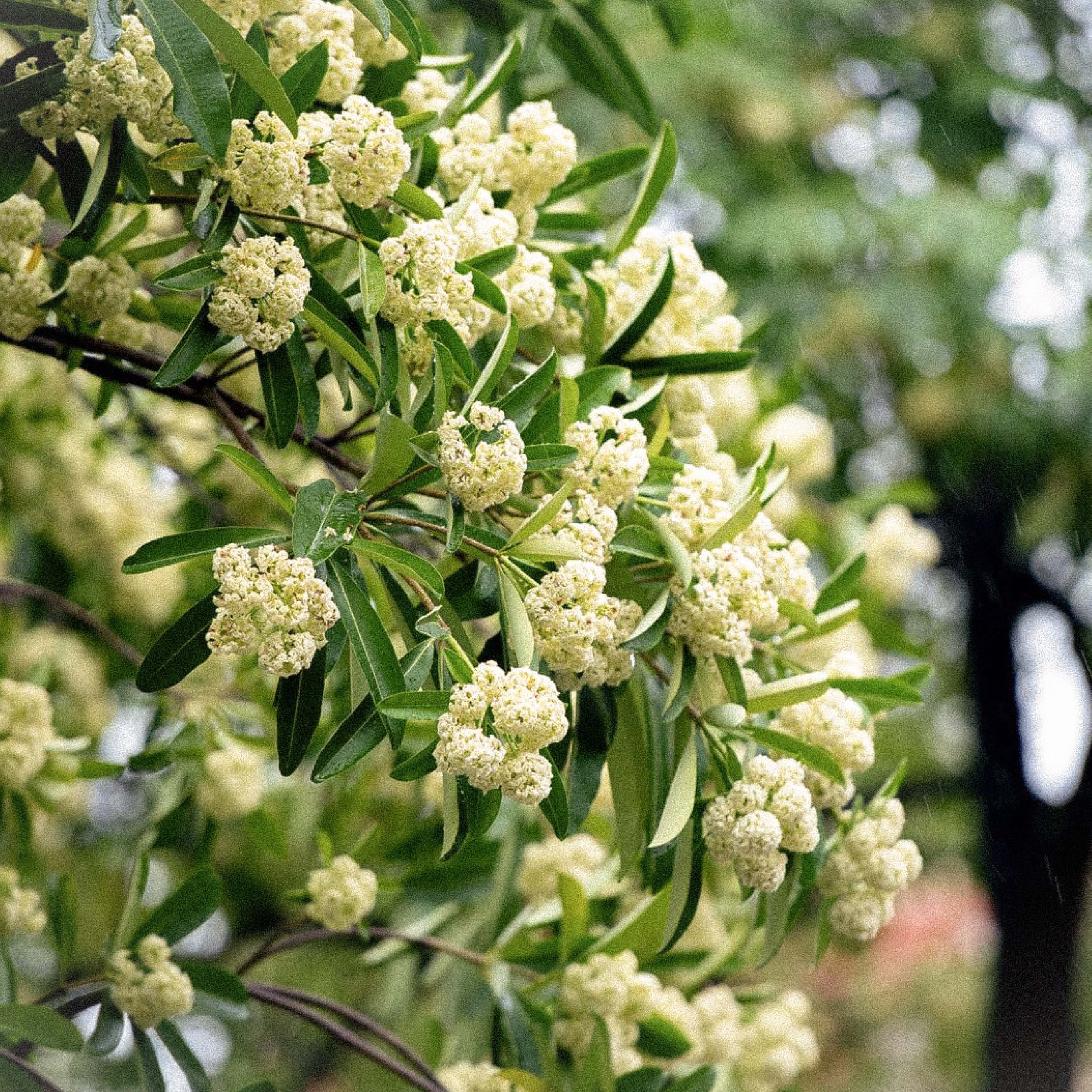 Sua tam hoa sua anh 1