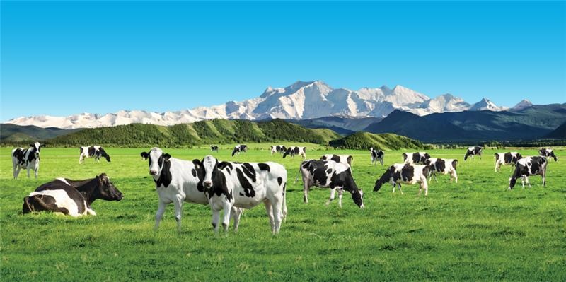 Meadow Fresh anh 3