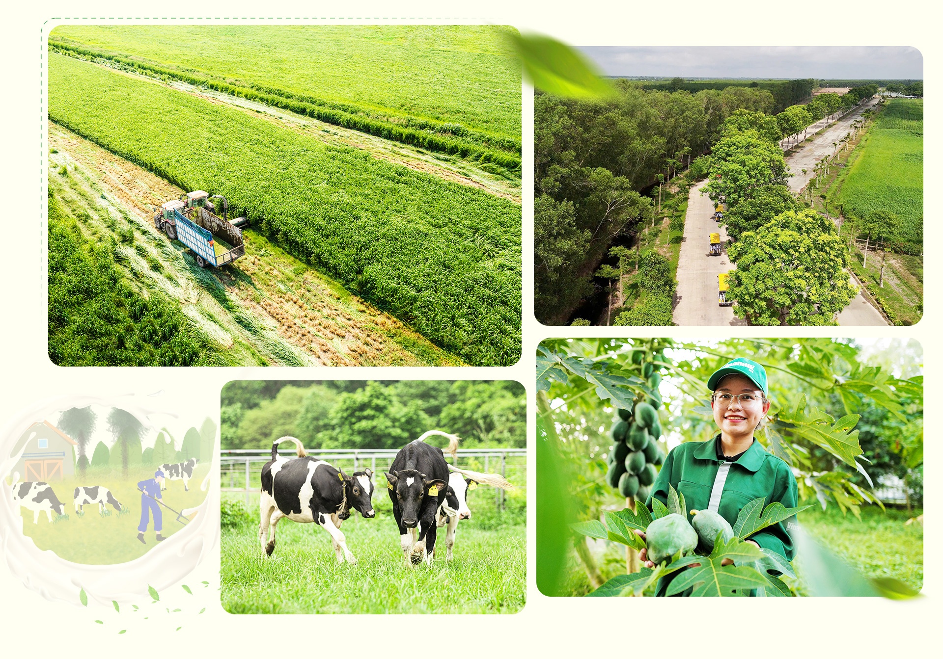 Trang trại Vinamilk ảnh 4 Trang trai Vinamilk anh 4