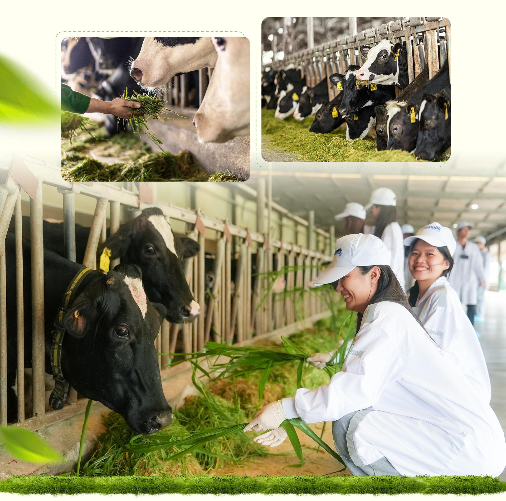 Trang trại Vinamilk ảnh 8 Trang trai Vinamilk anh 8