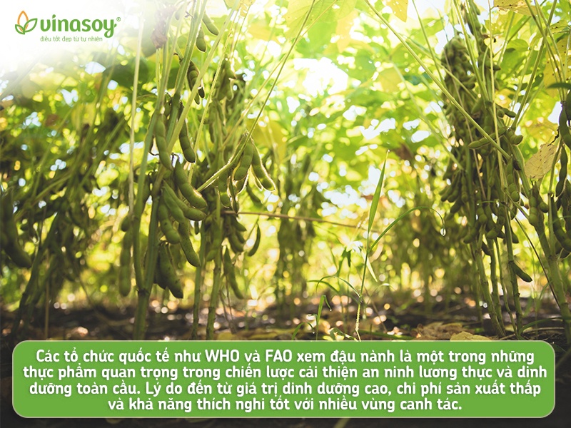 Vinasoy anh 4