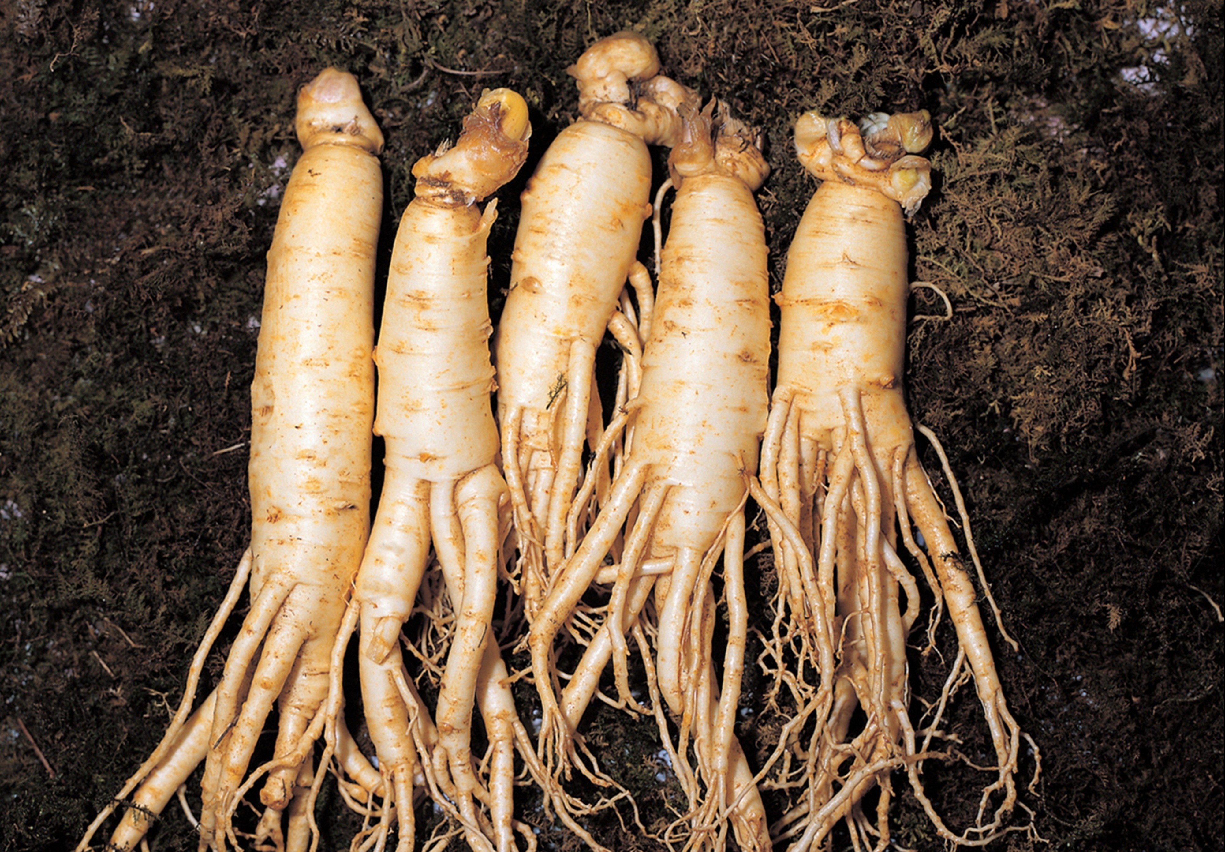 Nhan sam Cao Ly lan toa xu huong K-Healthcare tai hoi cho TP.HCM hinh anh