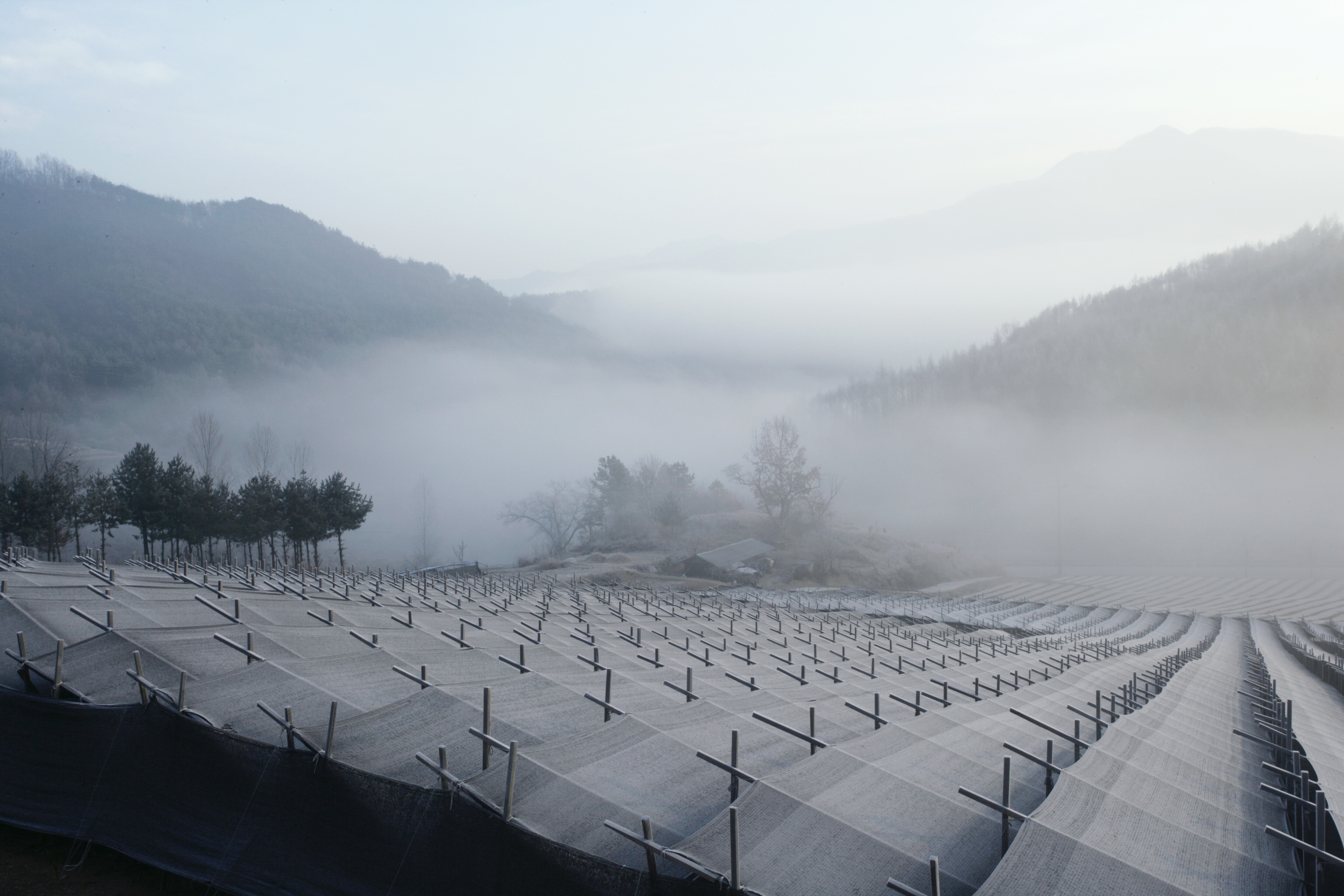 nhan sam Han Quoc anh 2