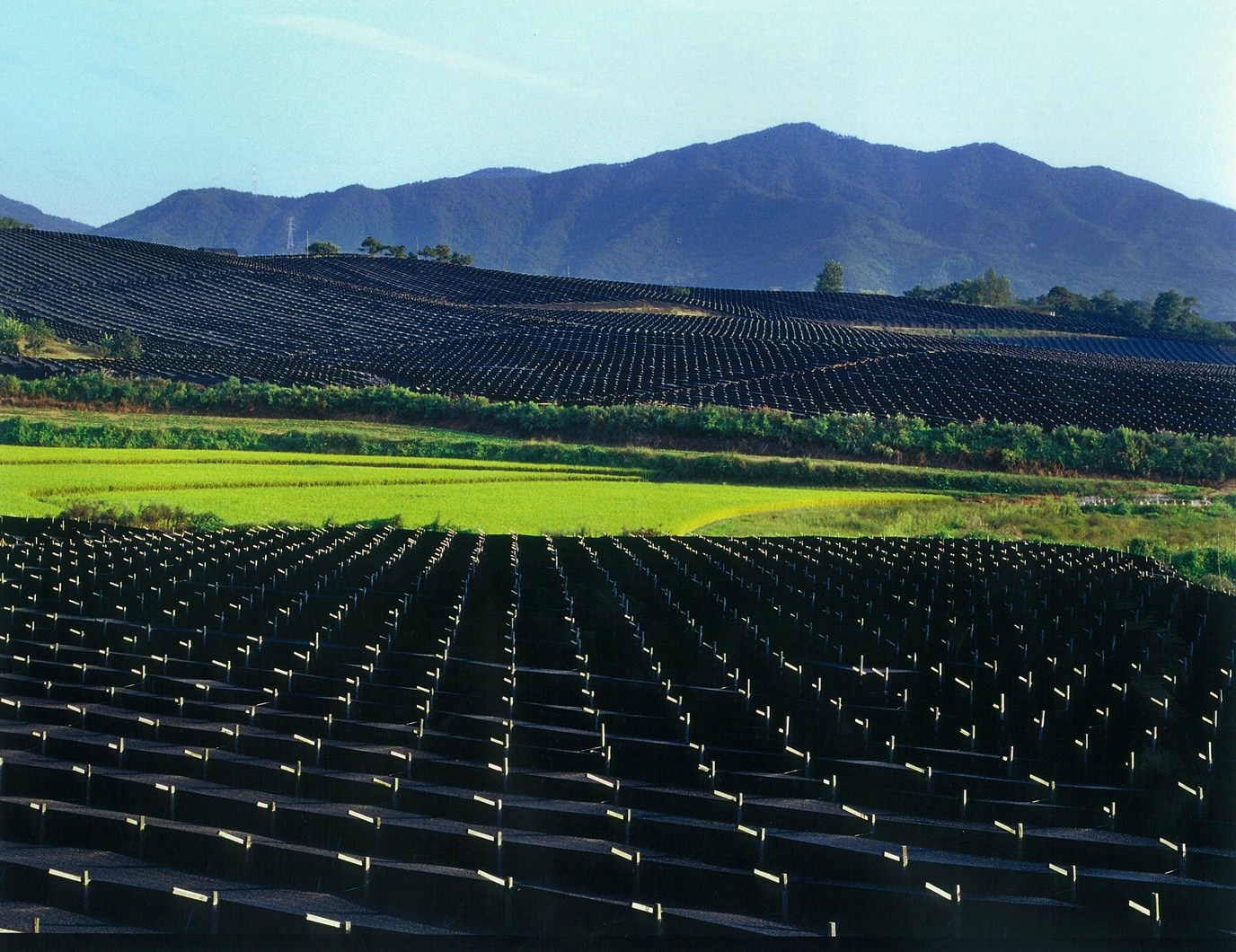 nhan sam Han Quoc anh 3