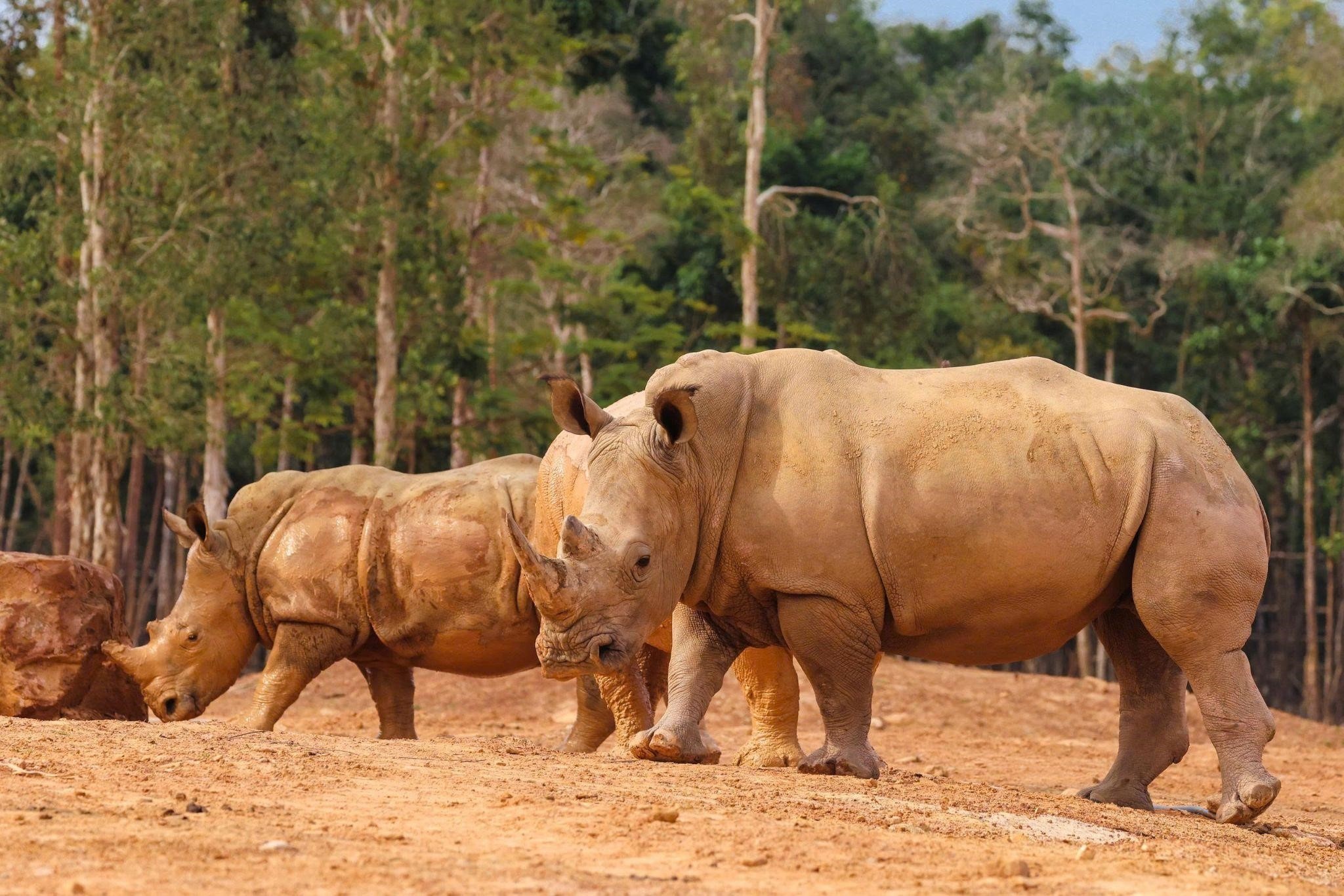 Vinpearl Safari Phu Quoc anh 2