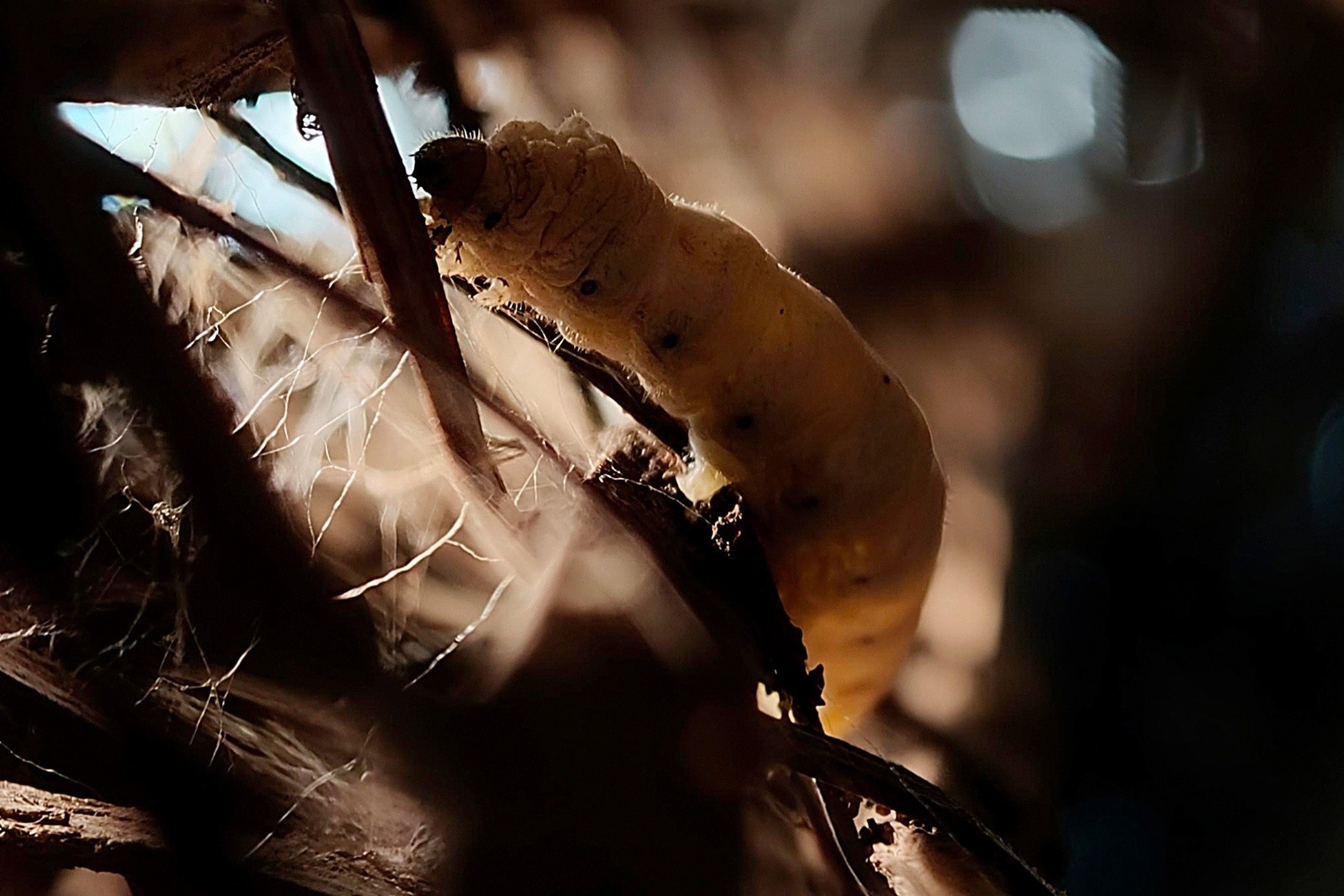 Find X9 Pro bien moi chi tiet tro thanh tam diem bat ke khoang cach hinh anh