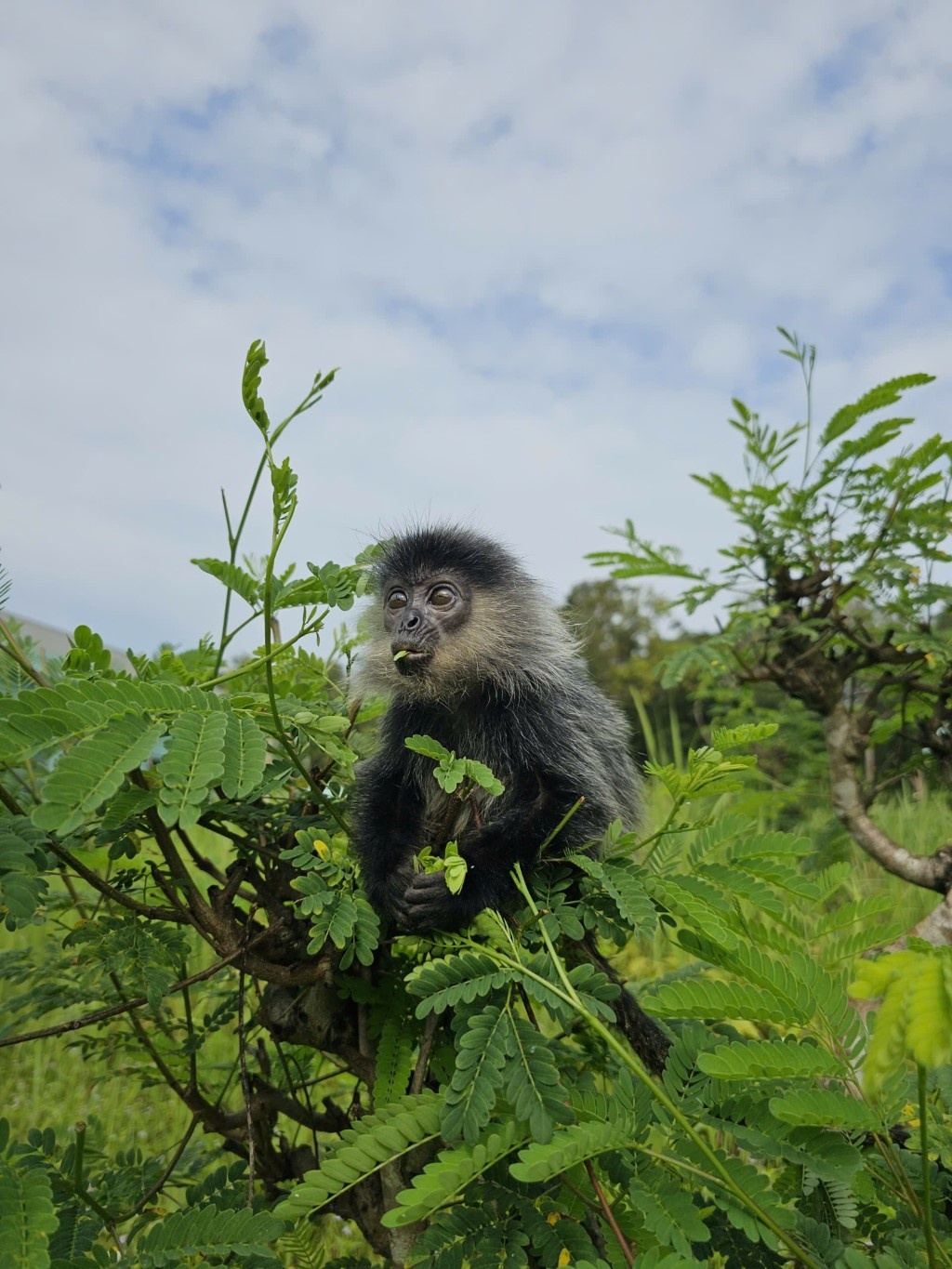 Vinpearl Safari Phú Quốc ảnh 6 Vinpearl Safari Phu Quoc anh 6