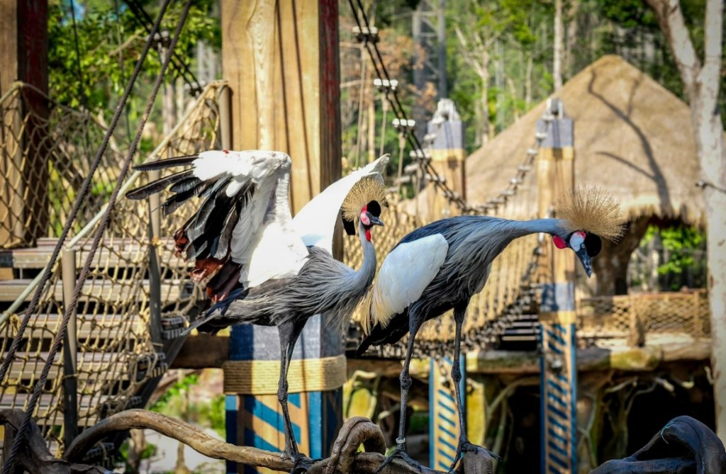 Vinpearl Safari Phú Quốc ảnh 8 Vinpearl Safari Phu Quoc anh 8