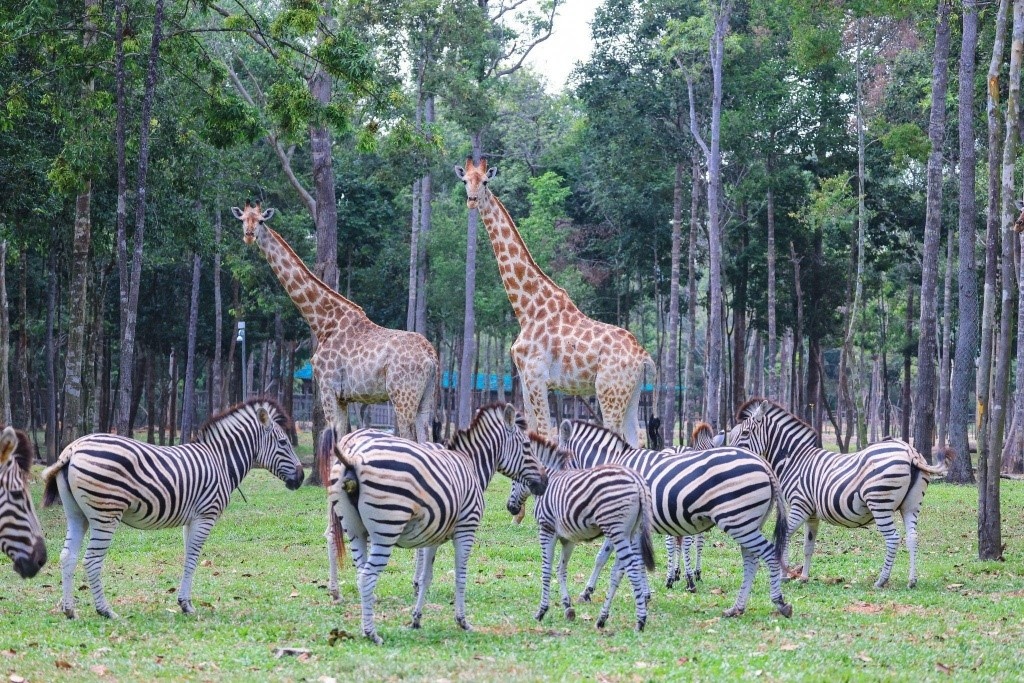 Vinpearl Safari Phú Quốc ảnh 9 Vinpearl Safari Phu Quoc anh 9