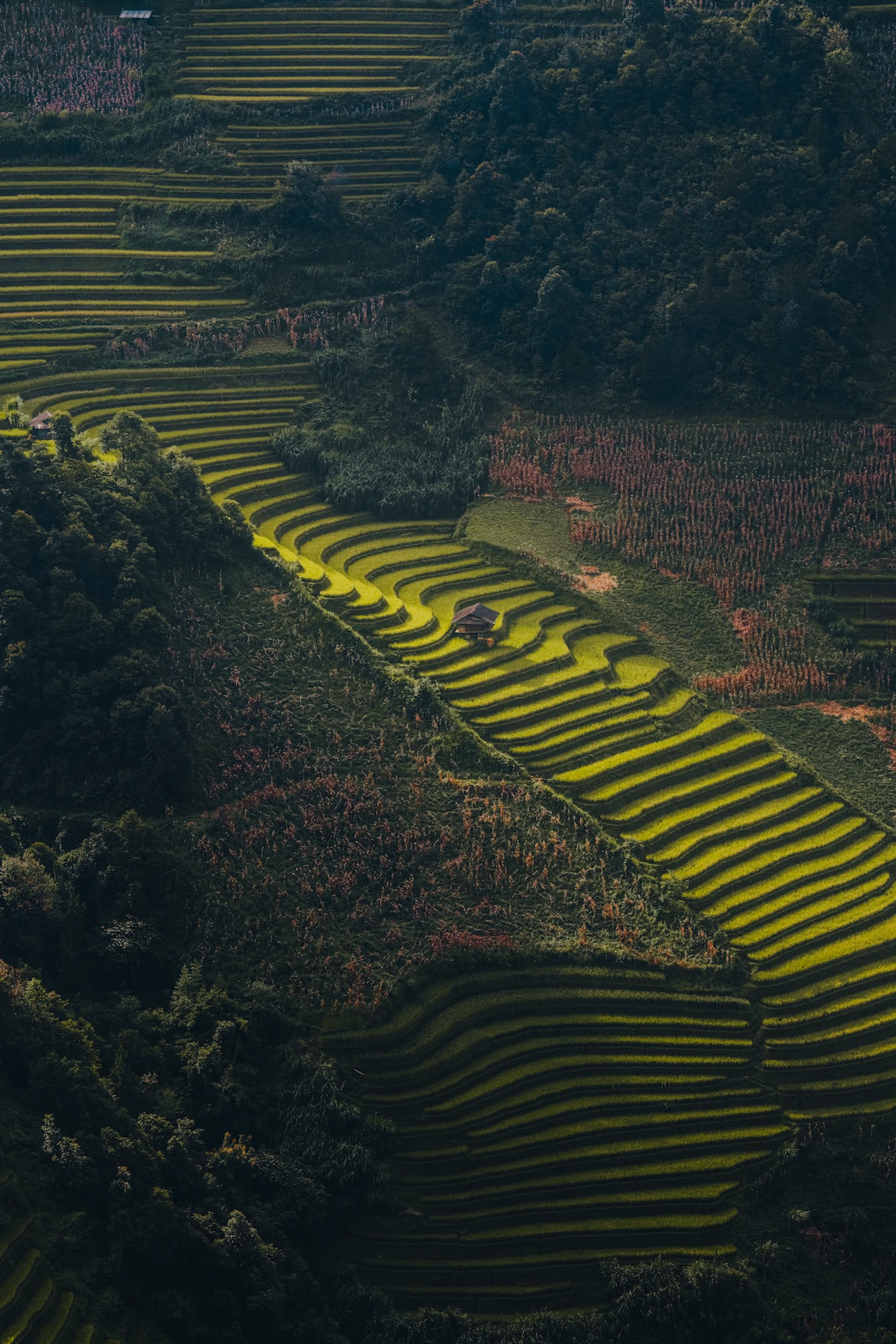 Oppo Find X9 series ảnh 6 Oppo Find X9 series anh 6