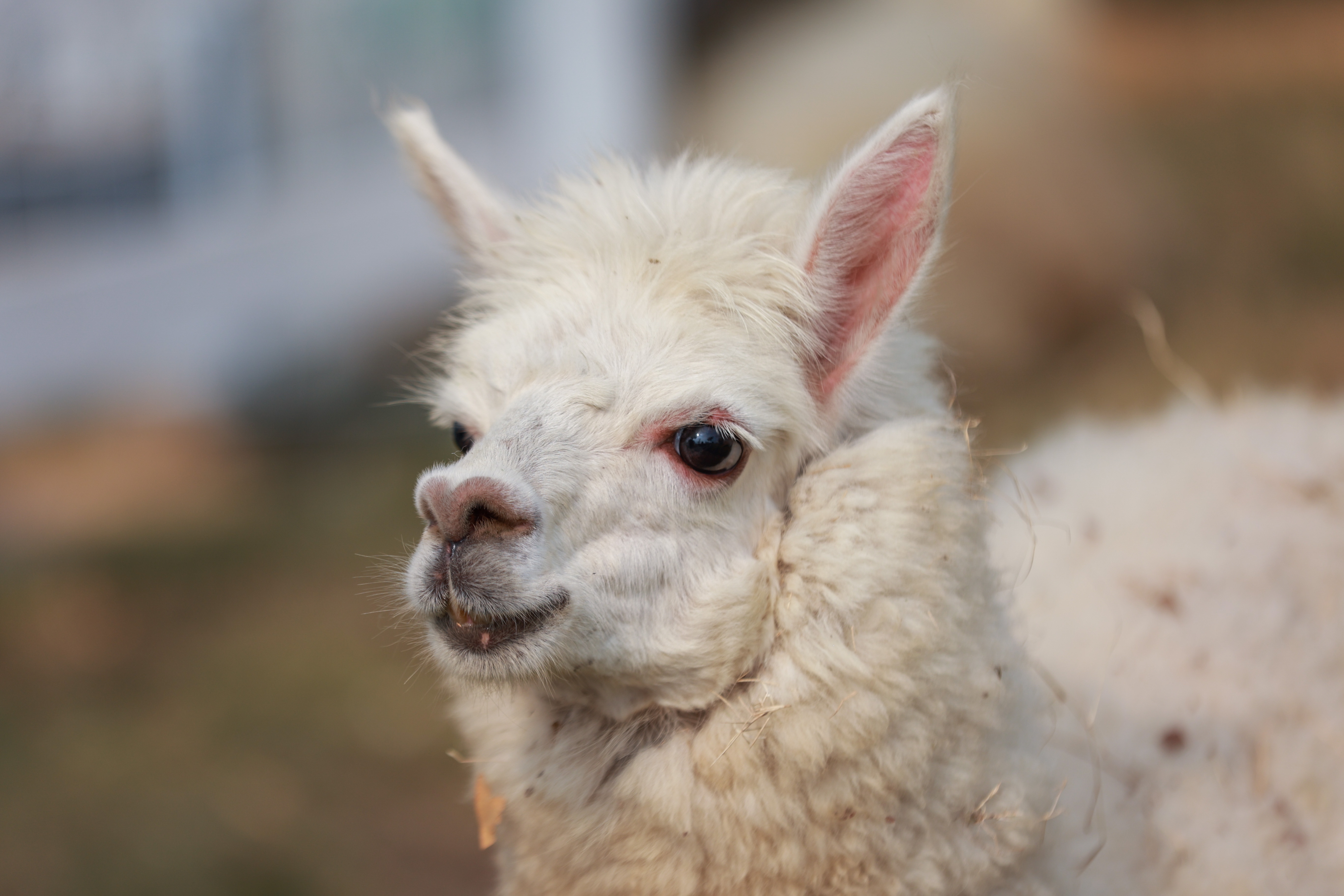 The Global City anh 11