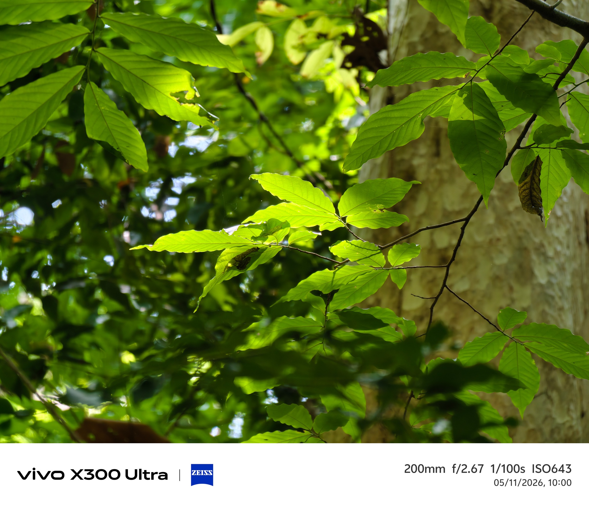 vivo X300 Ultra ảnh 8 vivo X300 Ultra anh 8