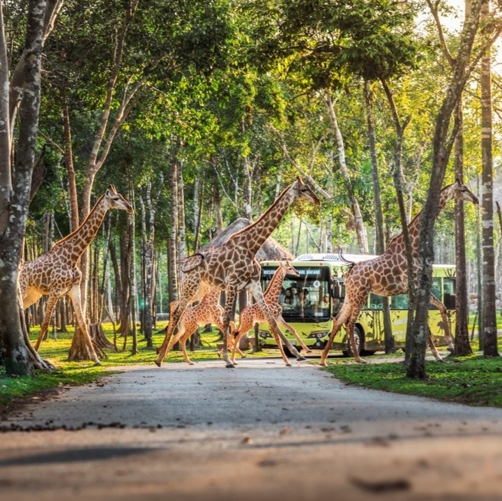 Vinpearl Safari Phú Qu&ocirc;́c ảnh 1
