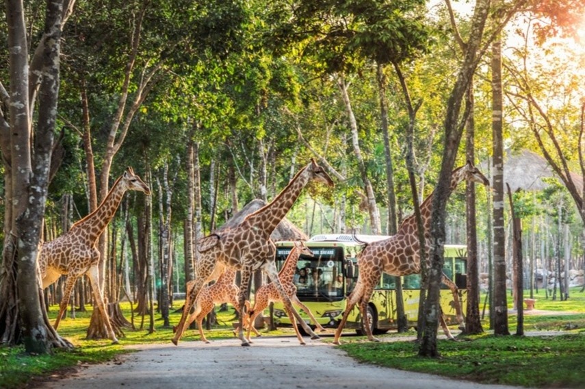 Từ 200 cá thể đầu tiên đến kỳ quan Vinpearl Safari Phú Quốc
