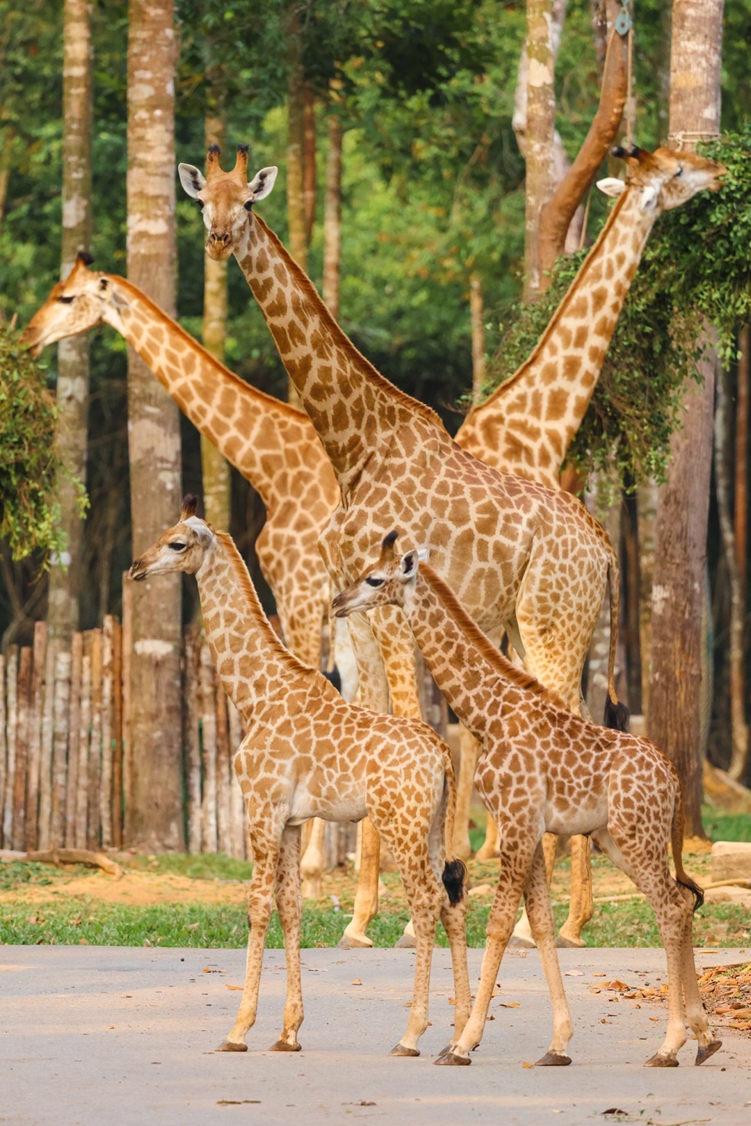 Vinpearl Safari Phú Qu&ocirc;́c ảnh 2