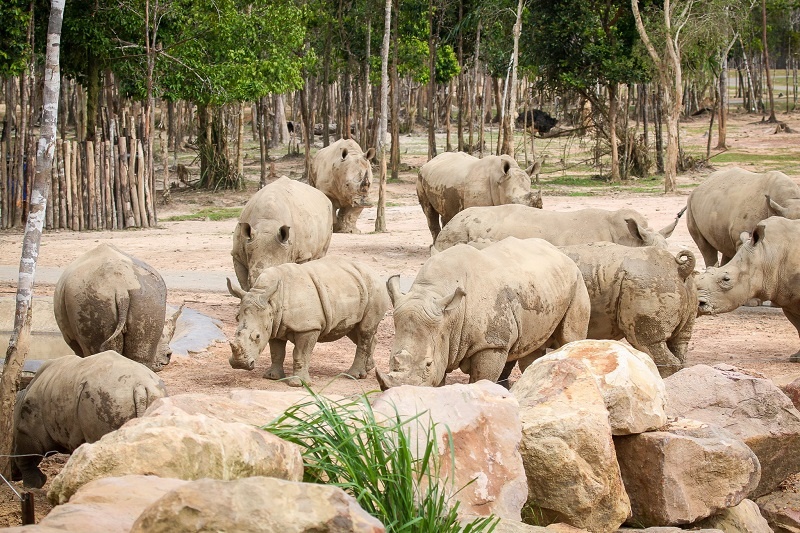 Vinpearl Safari Phú Qu&ocirc;́c ảnh 4