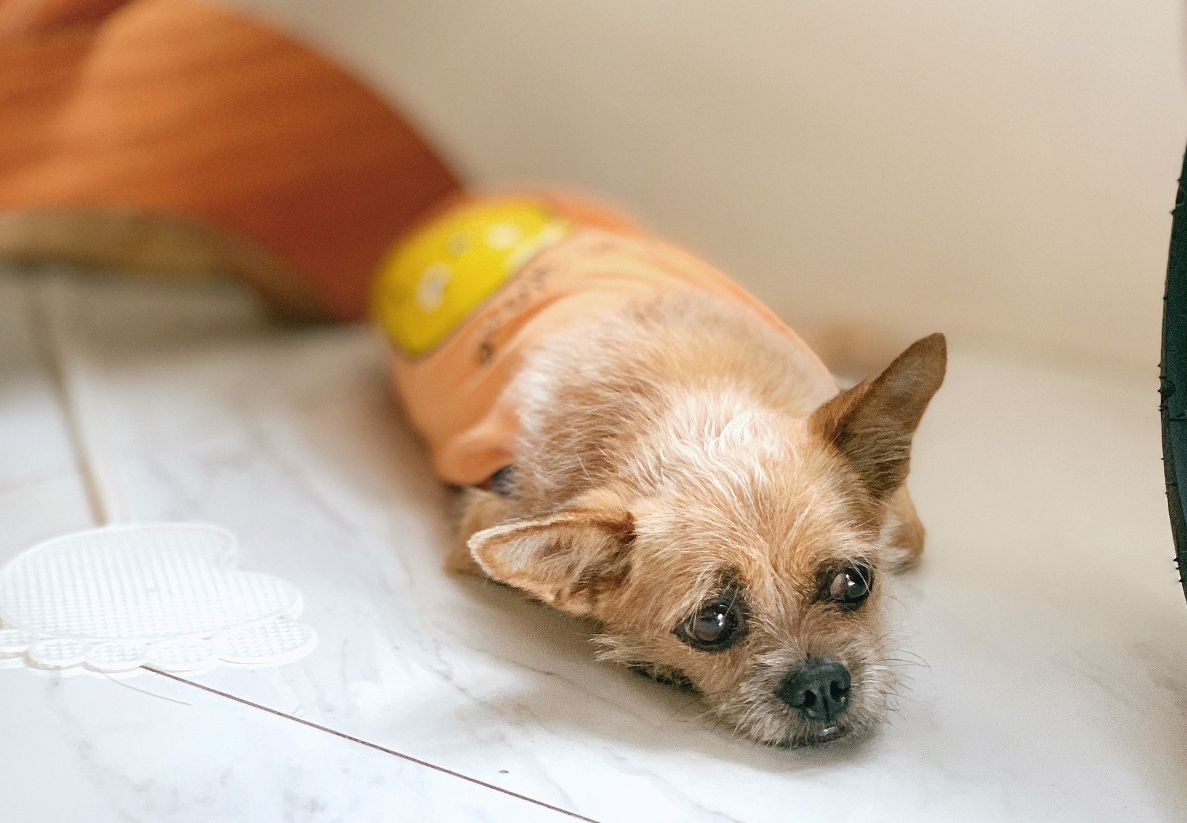 nuoi cho meo trong chung cu TPHCM anh 4