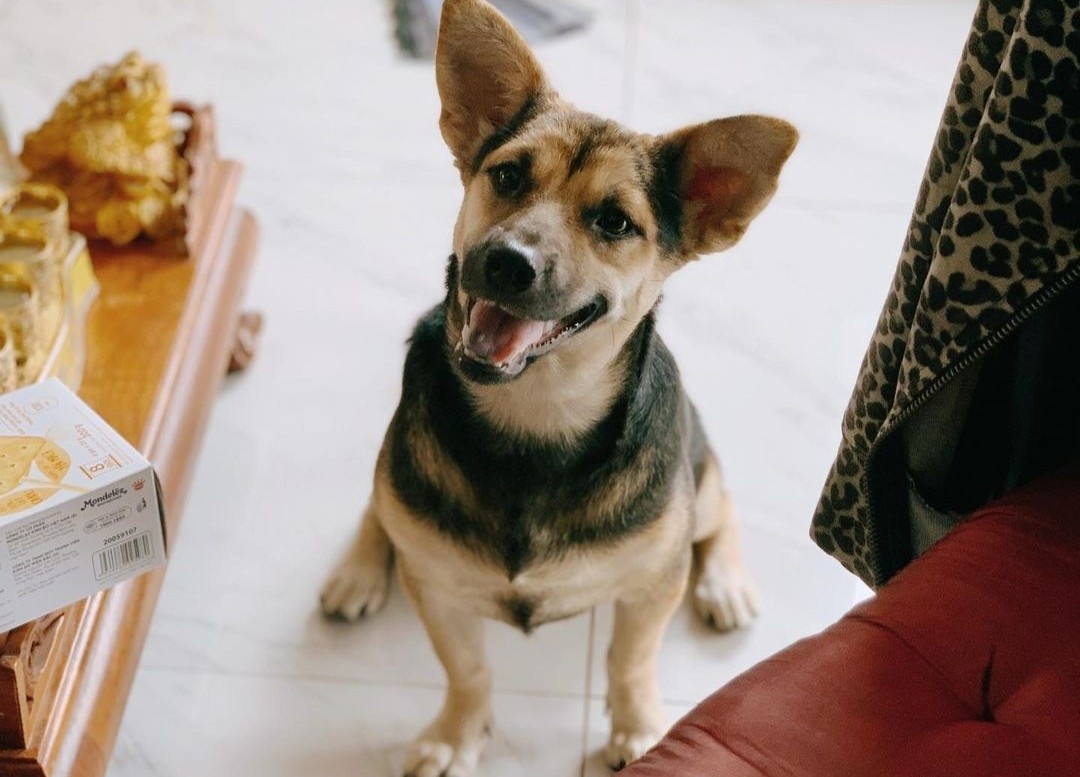 nuoi thu cung tai chung cu anh 1