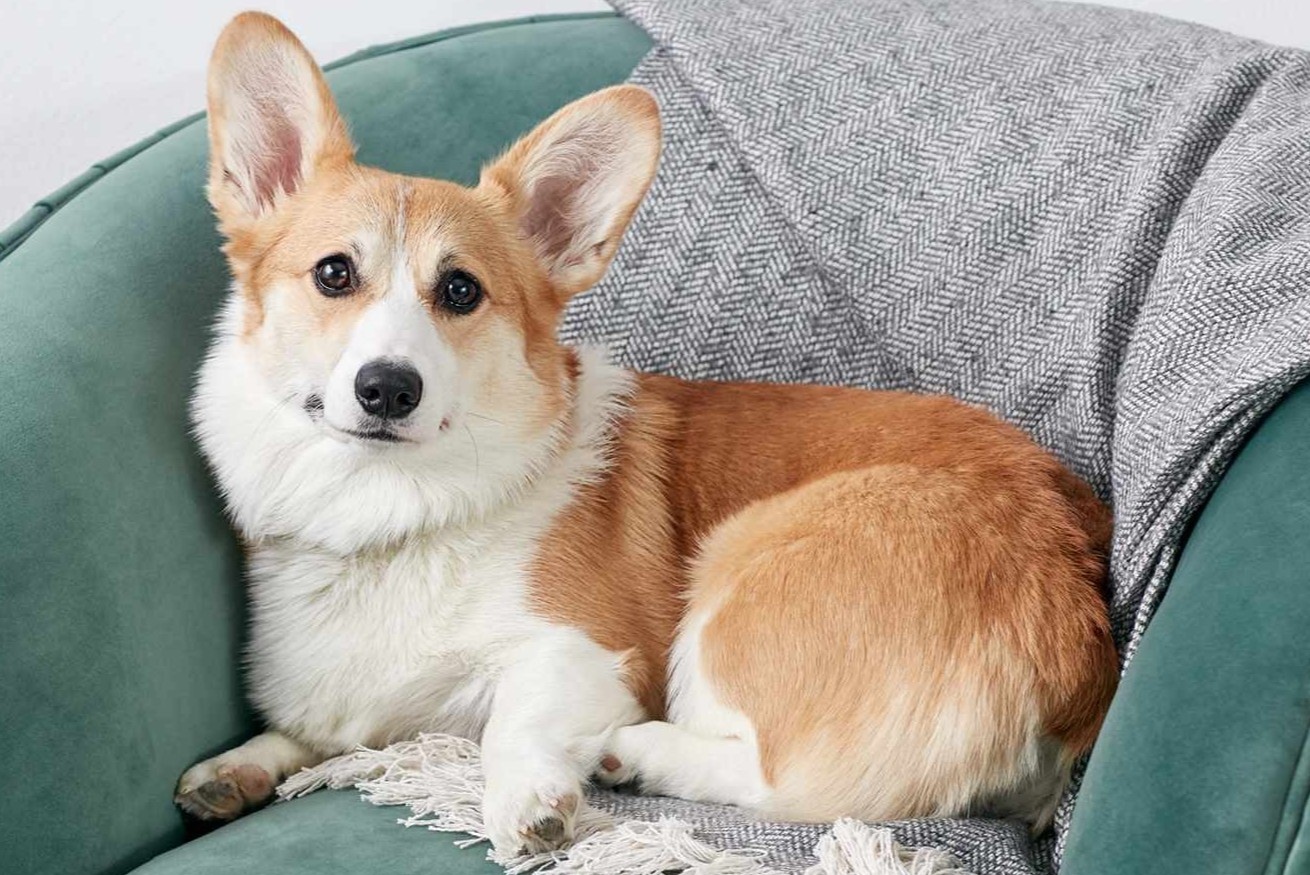 Loay hoay tim chung cu o TP.HCM truoc quy dinh cam nuoi cho meo hinh anh