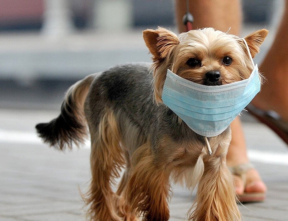 thu cung nhiem Covid-19 anh 1