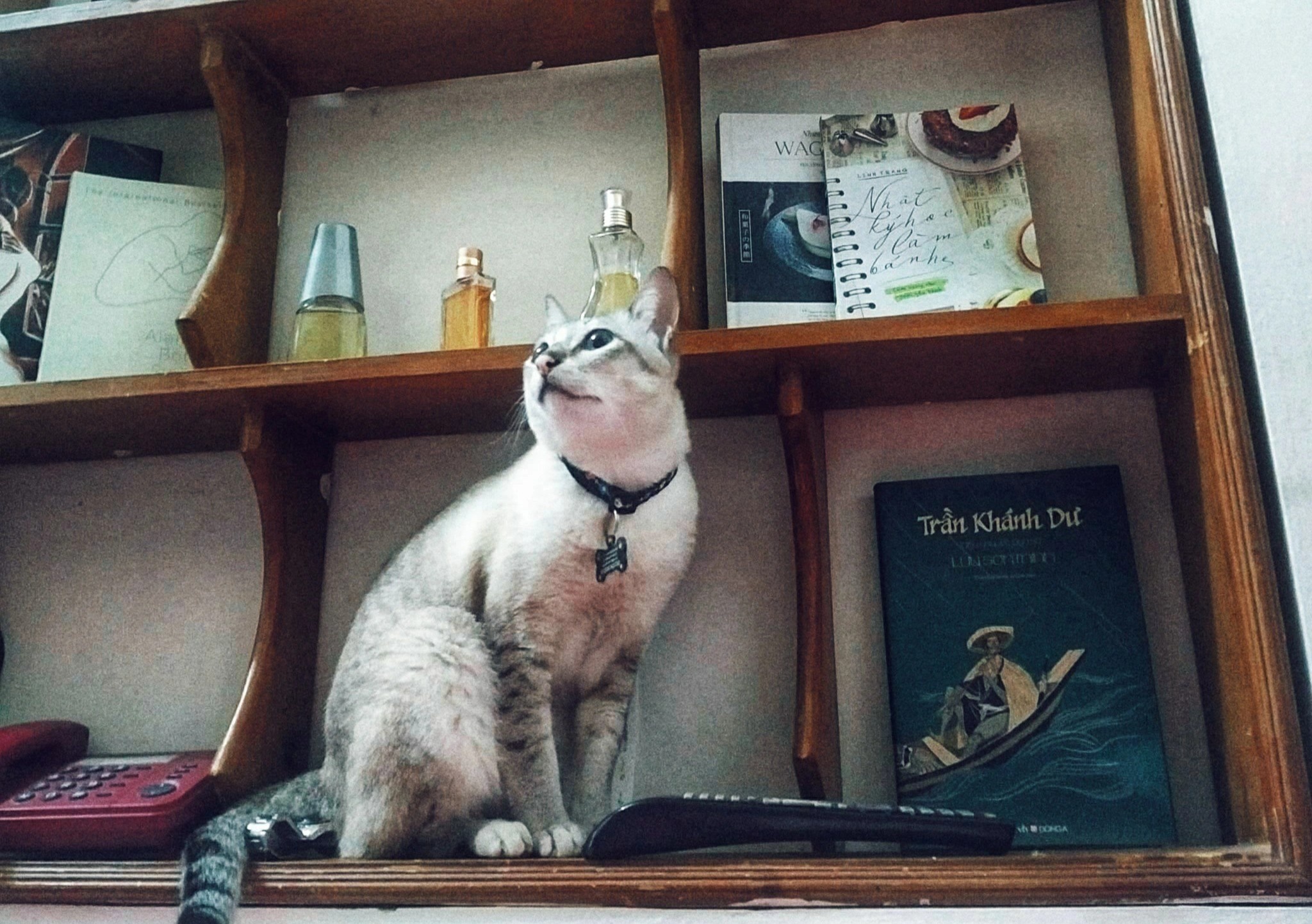 nuoi thu cung o chung cu anh 3