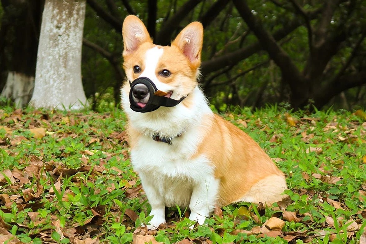 Quy dinh nuoi thu cung o chung cu TP.HCM: Moi noi mot kieu hinh anh