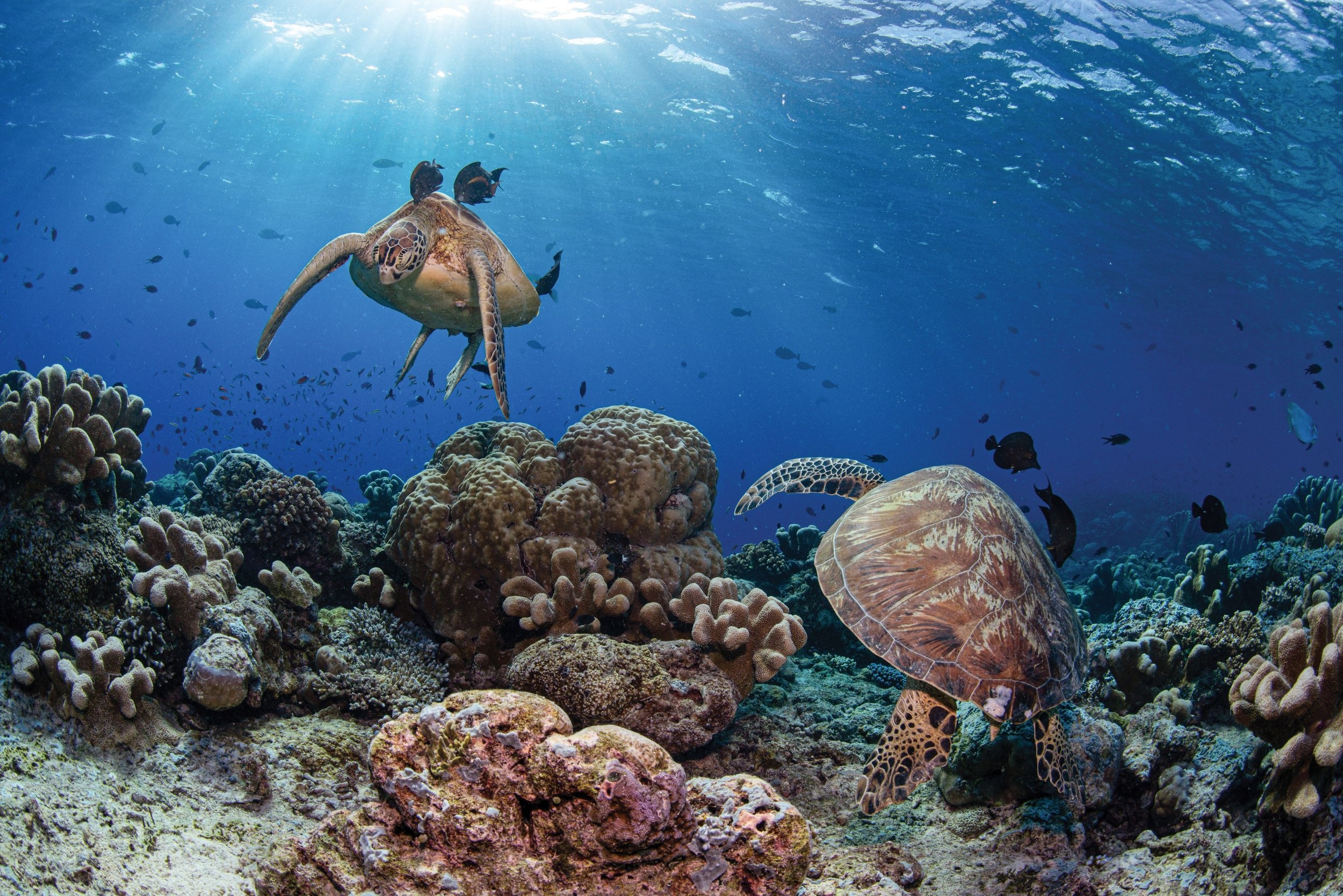 du lịch Malaysia ảnh 5 du lich Malaysia anh 5